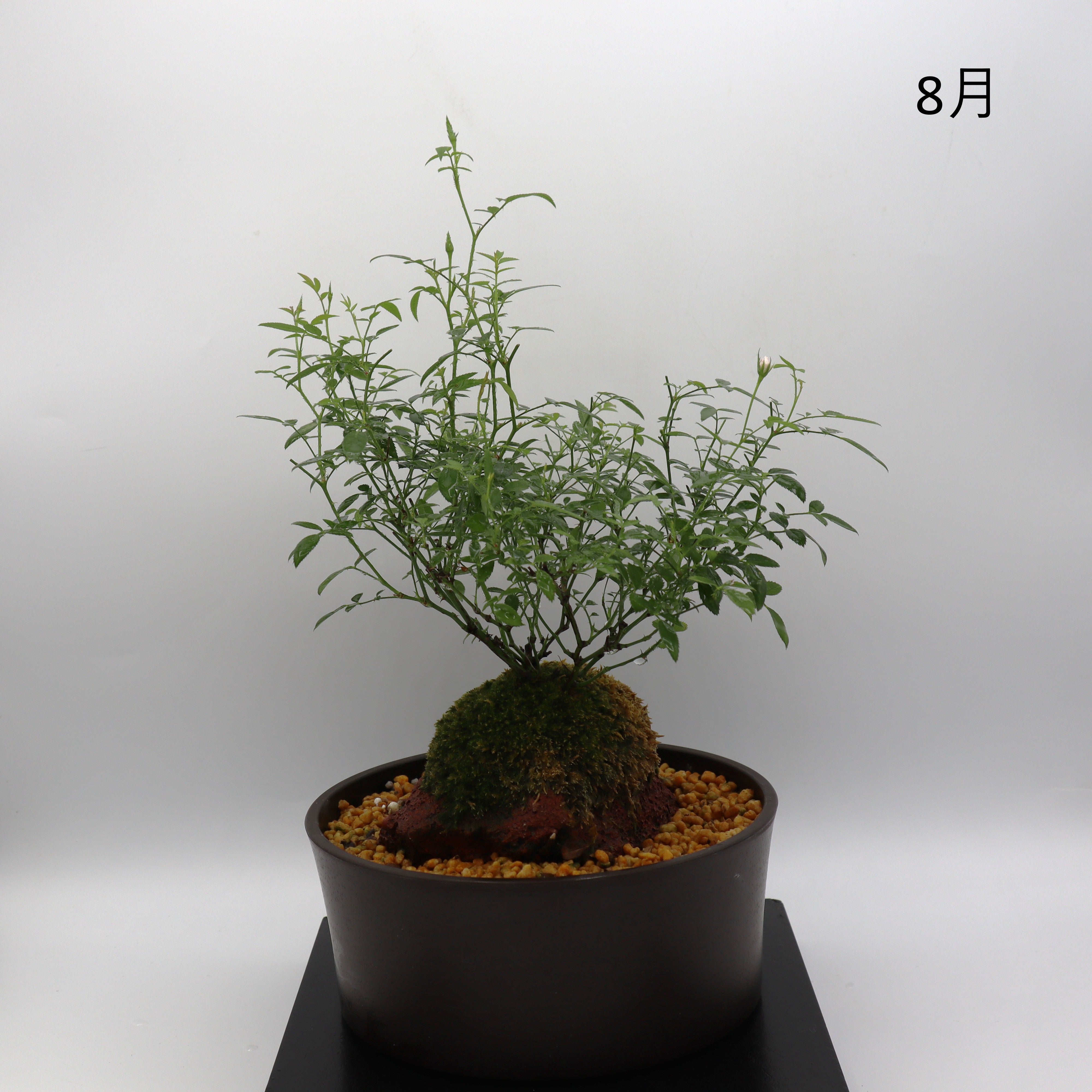 姫乙女-浅鉢・溶岩(黒) – ミニばら盆栽学園