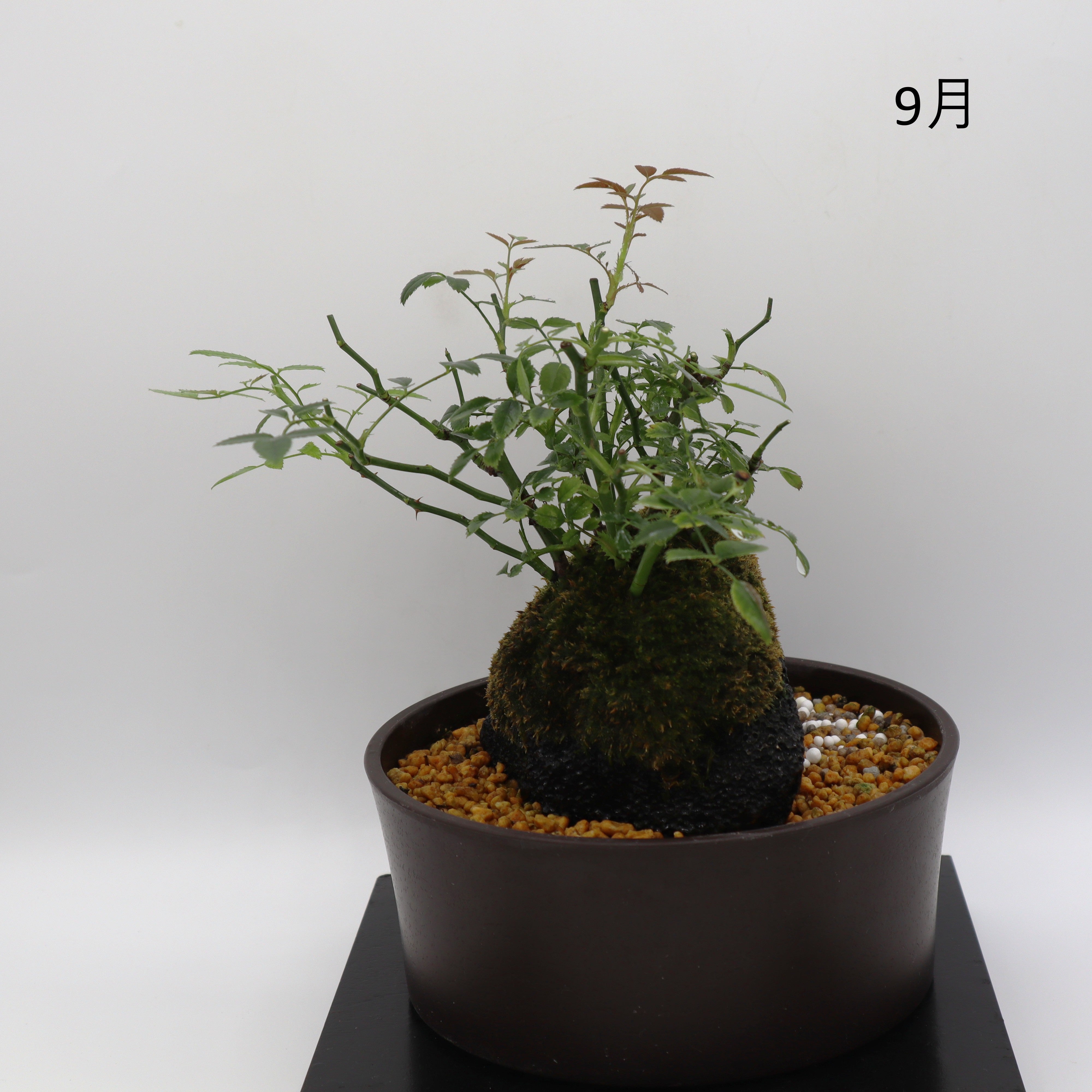 四方の春-浅鉢・溶岩(赤) – ミニばら盆栽学園