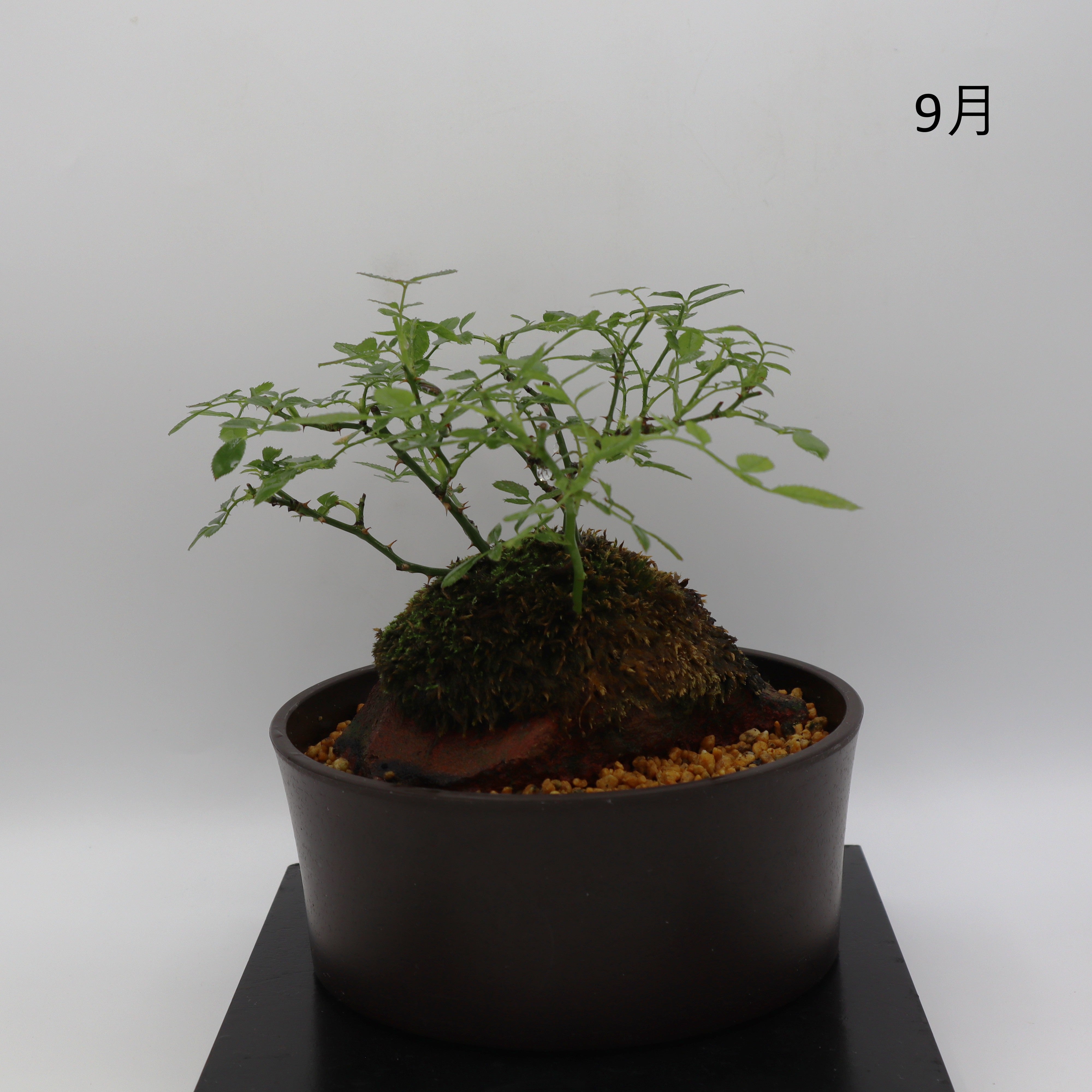 紅一重-浅鉢・溶岩(赤) – ミニばら盆栽学園
