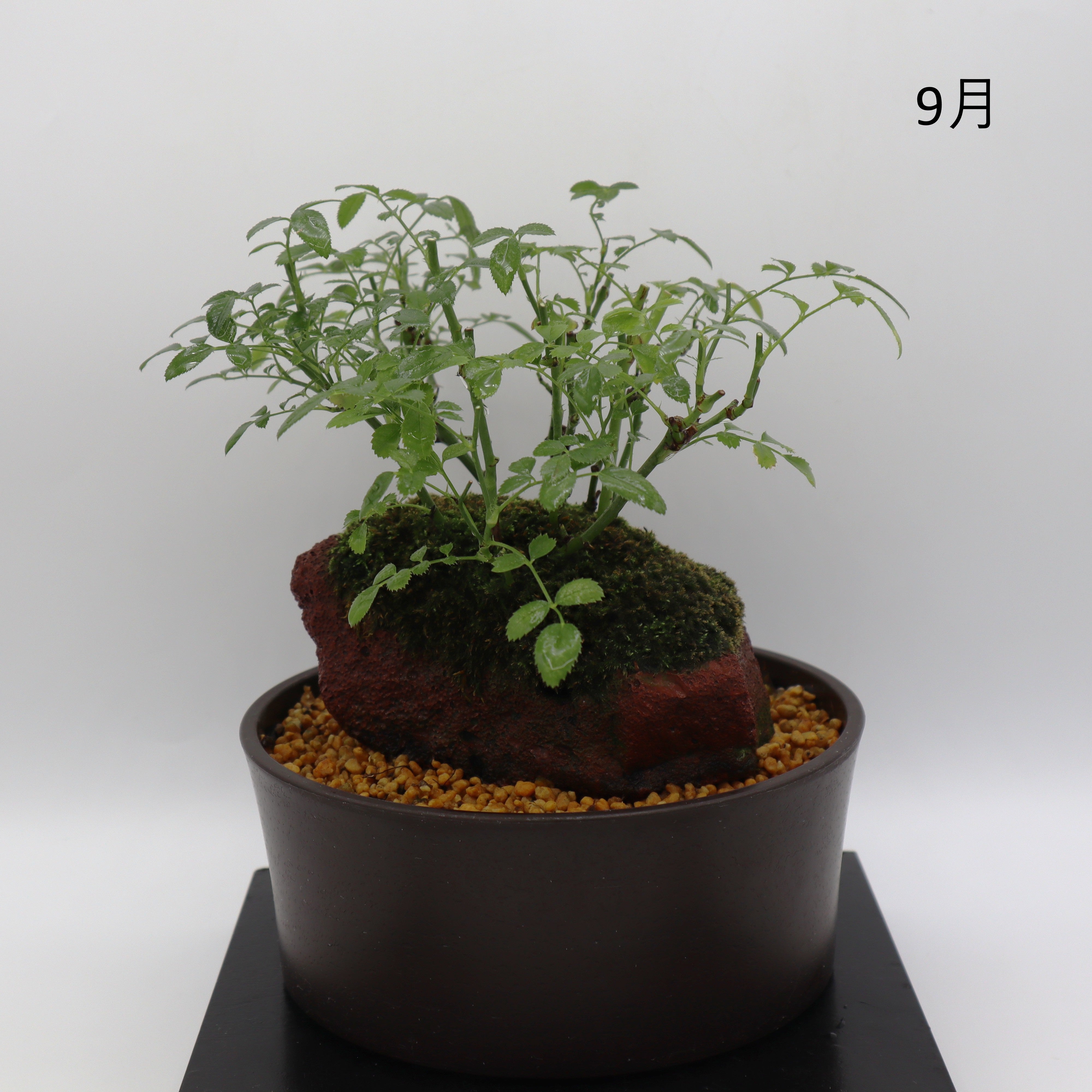 みさき-浅鉢・溶岩(赤) – ミニばら盆栽学園