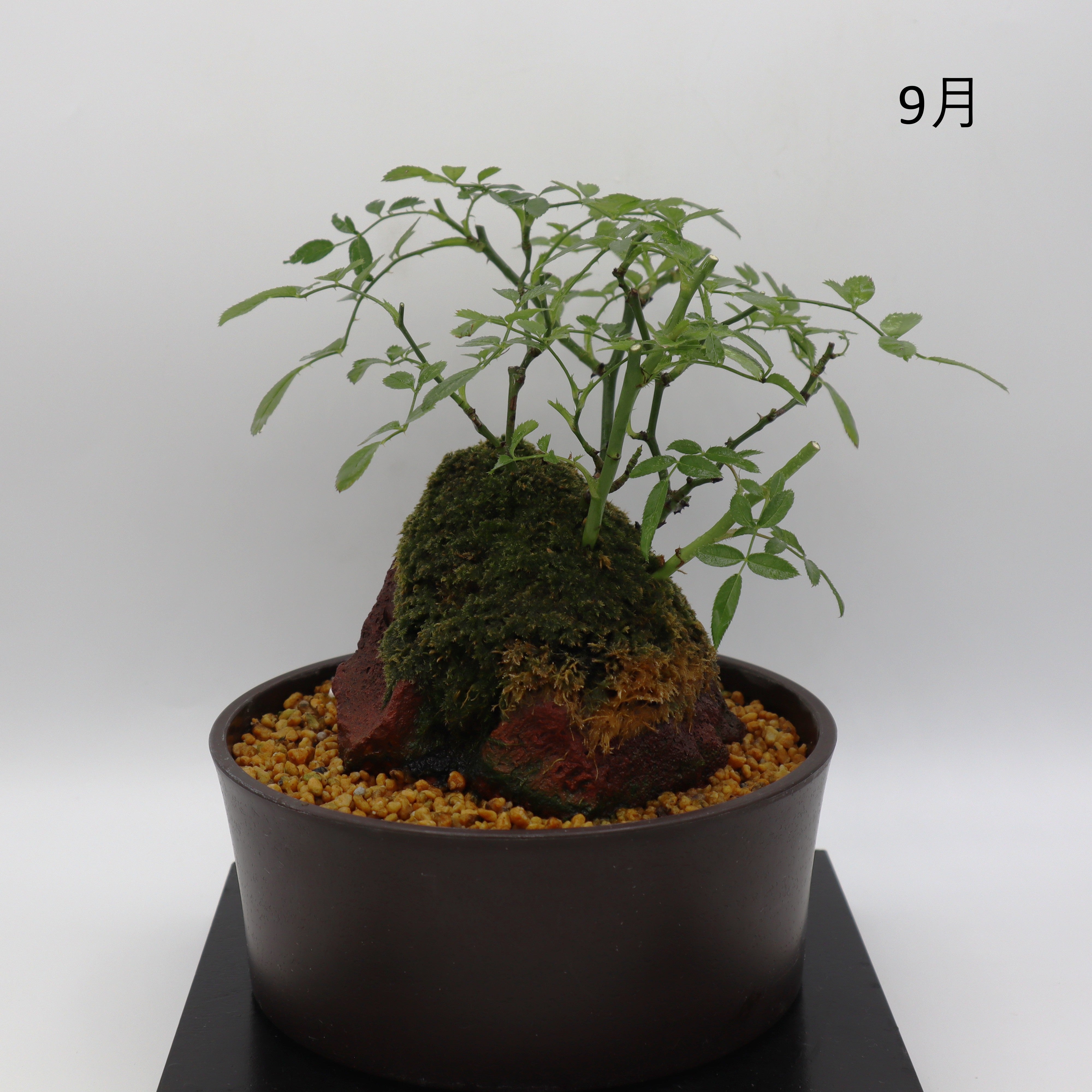 紅雀-浅鉢・溶岩(赤) – ミニばら盆栽学園