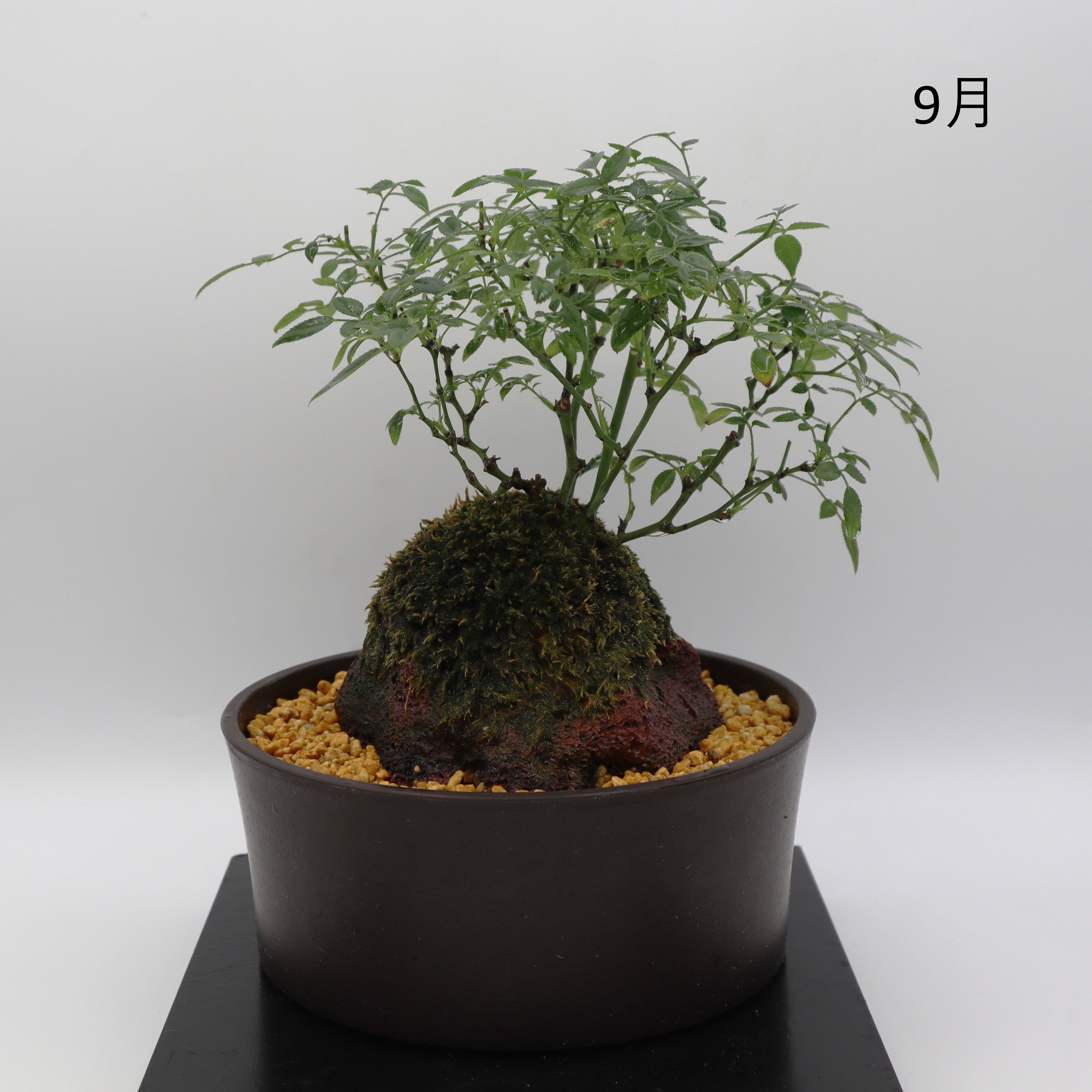 シンデレラ-浅鉢・溶岩(黒) – ミニばら盆栽学園