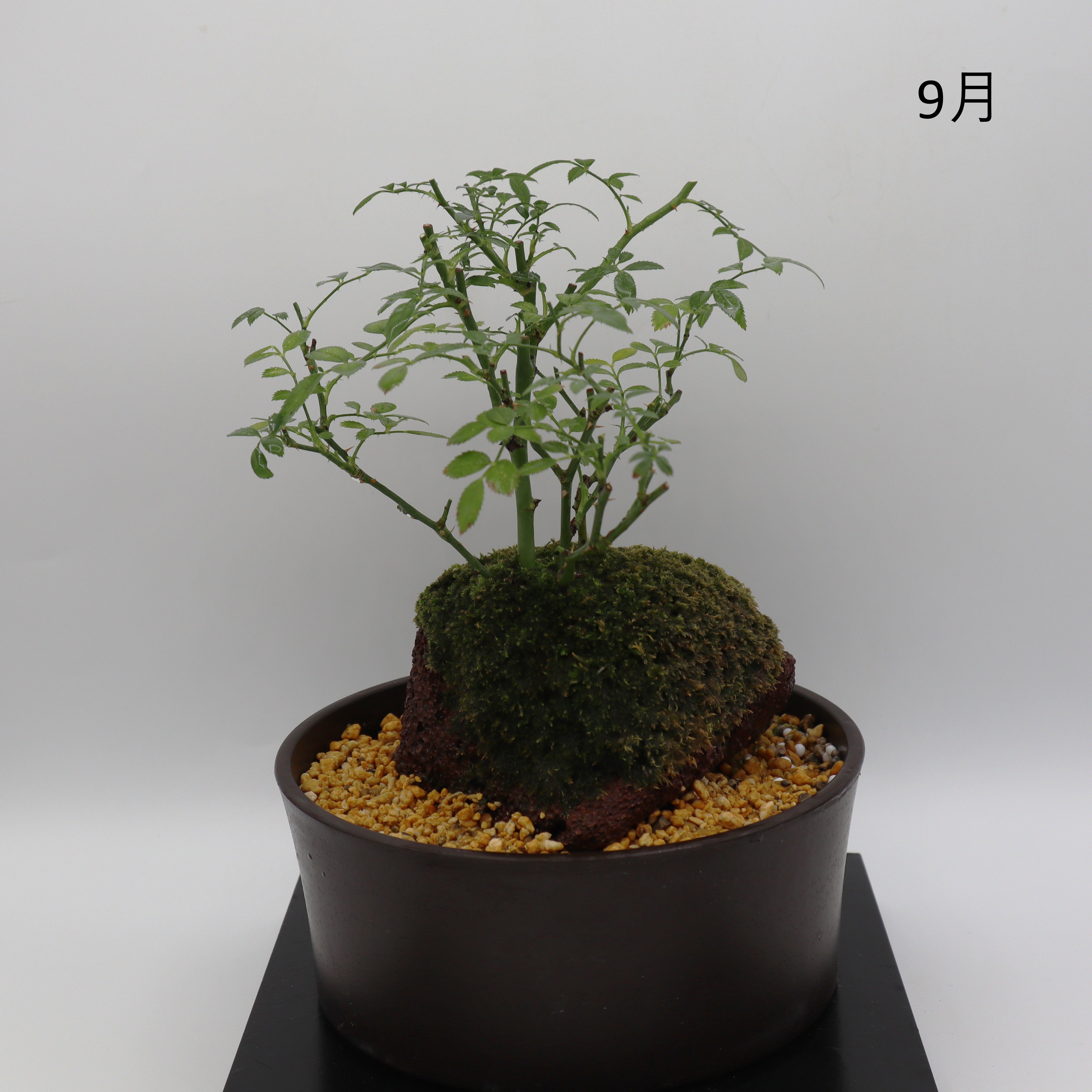 高尾台-浅鉢・溶岩(黒) – ミニばら盆栽学園