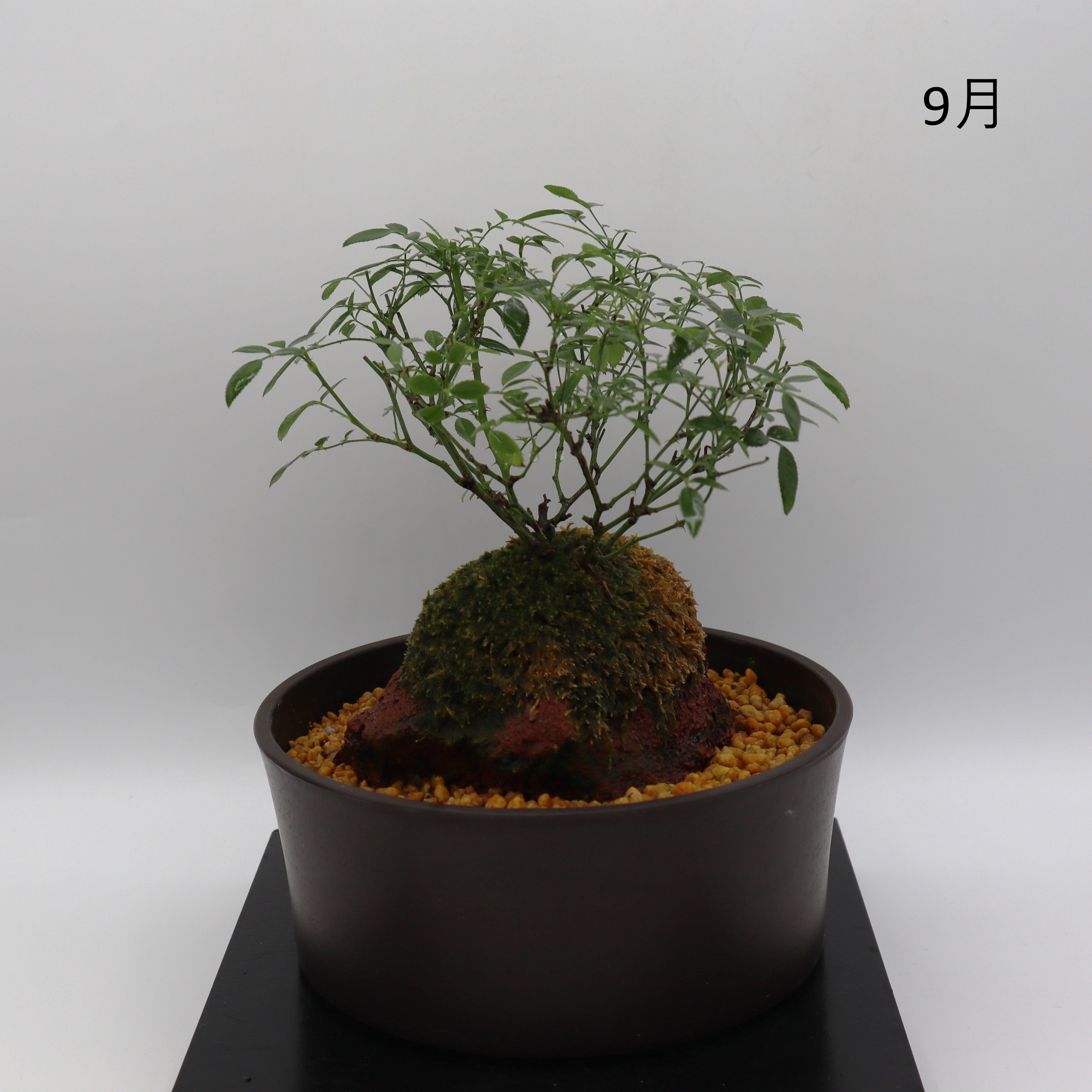 姫乙女-浅鉢・溶岩(黒) – ミニばら盆栽学園