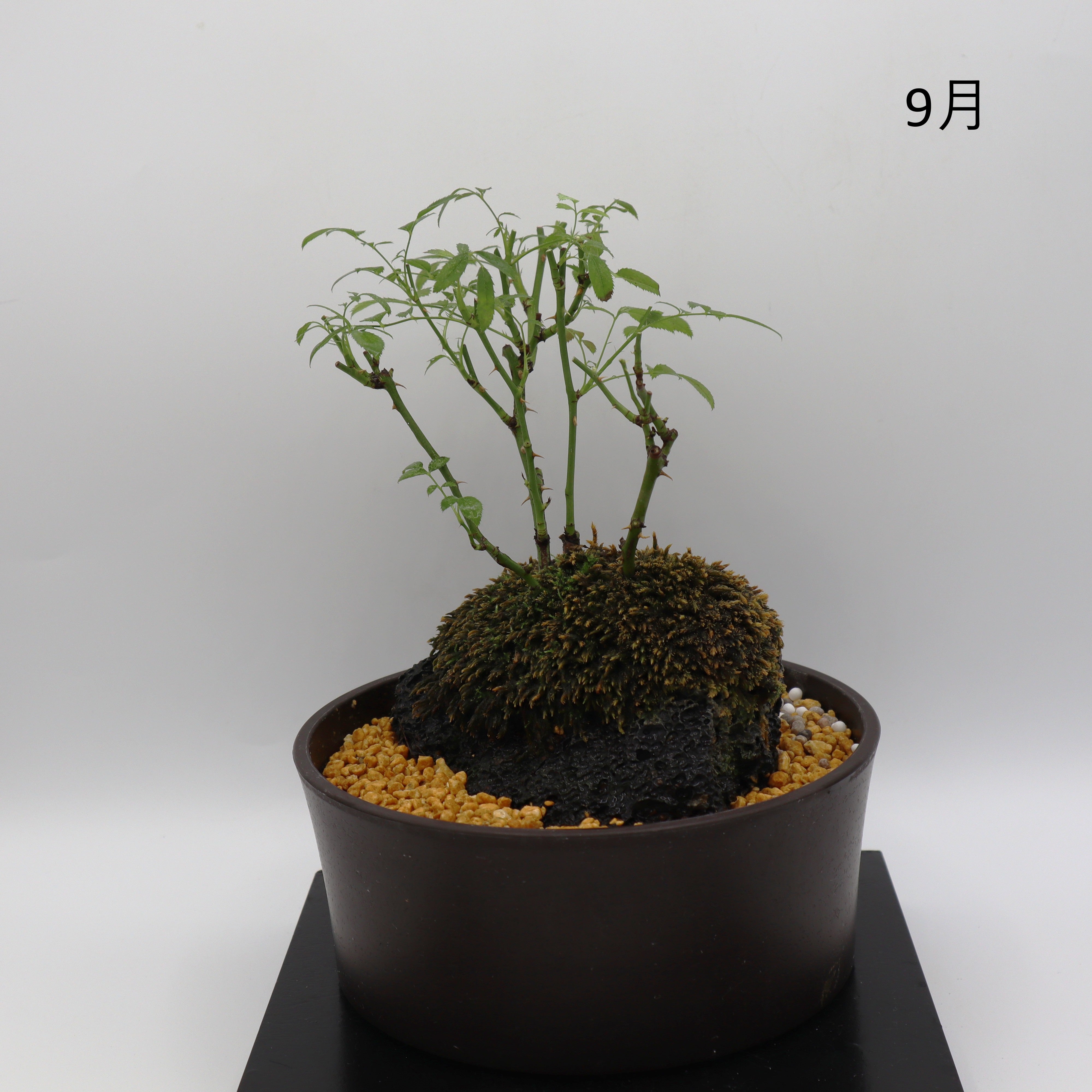 溶岩鉢・盆栽鉢 ハッピー・P-浅鉢・溶岩(黒) – ミニばら盆栽学園
