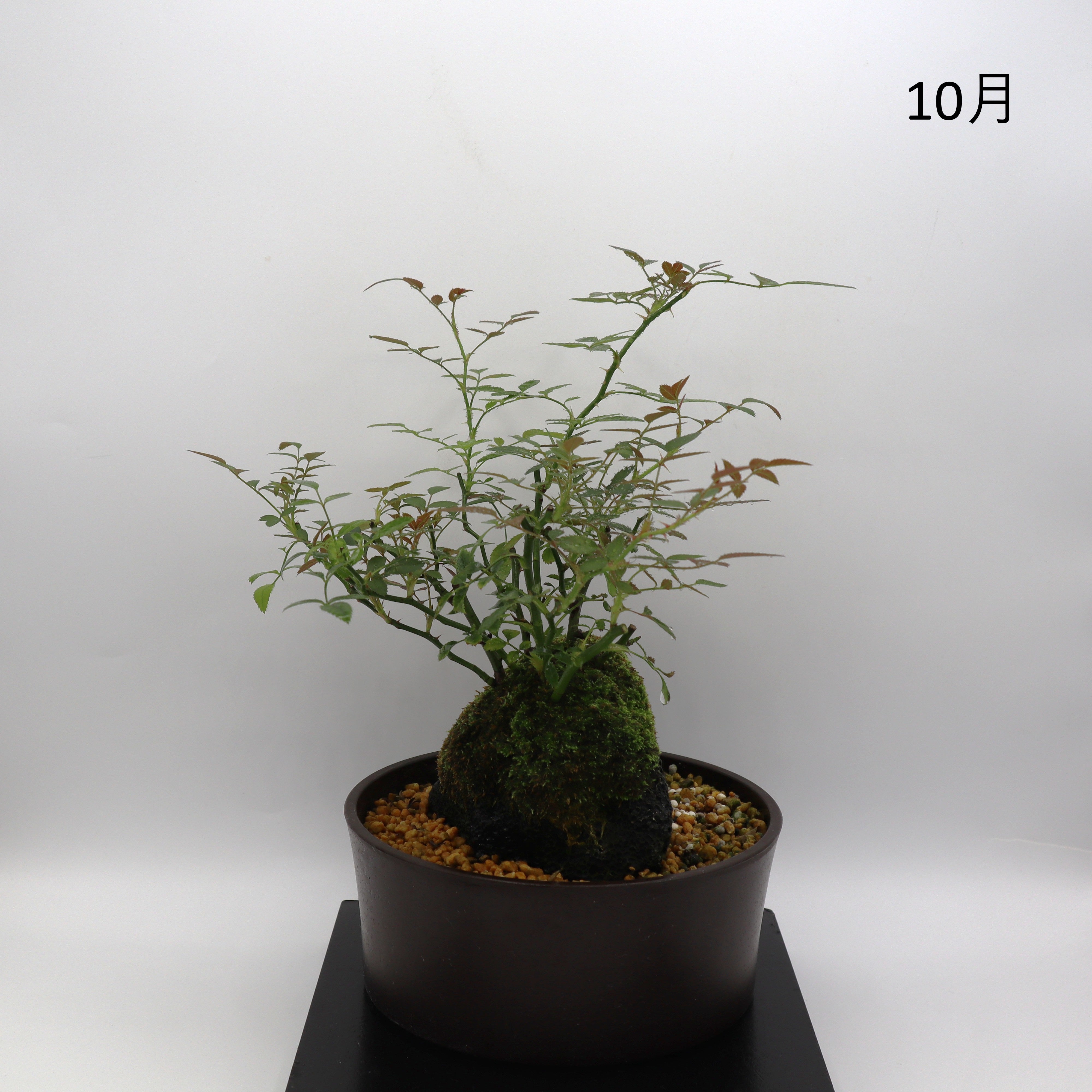 四方の春-浅鉢・溶岩(赤) – ミニばら盆栽学園