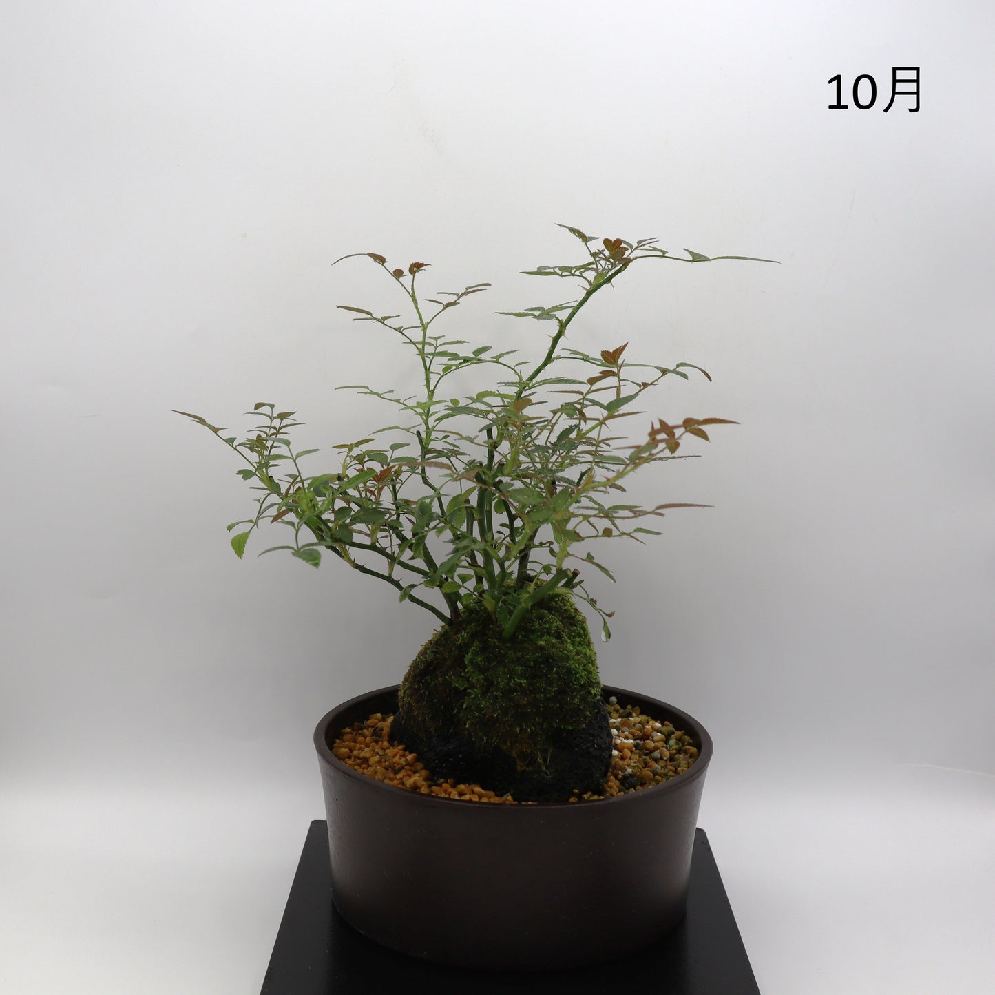 四方の春-浅鉢・溶岩(黒)