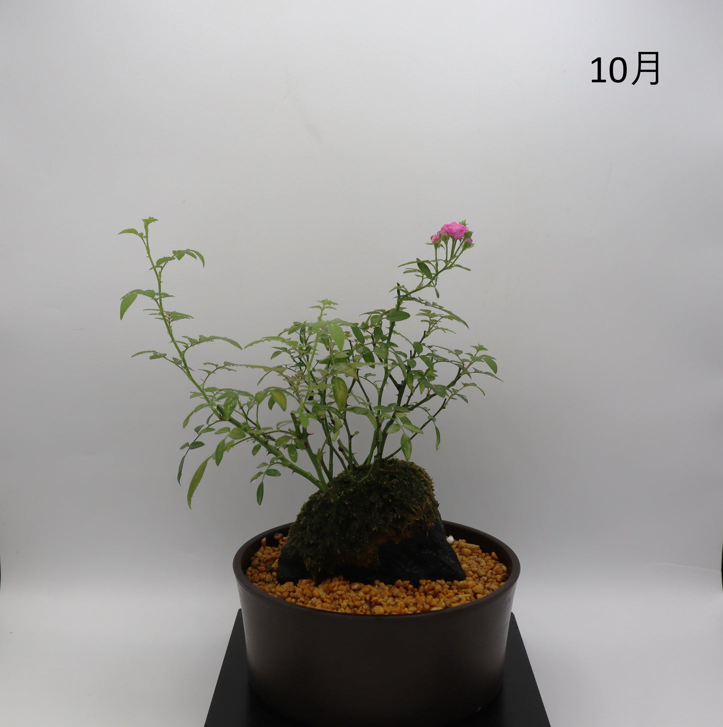 リトルタイニー-浅鉢・溶岩(赤)