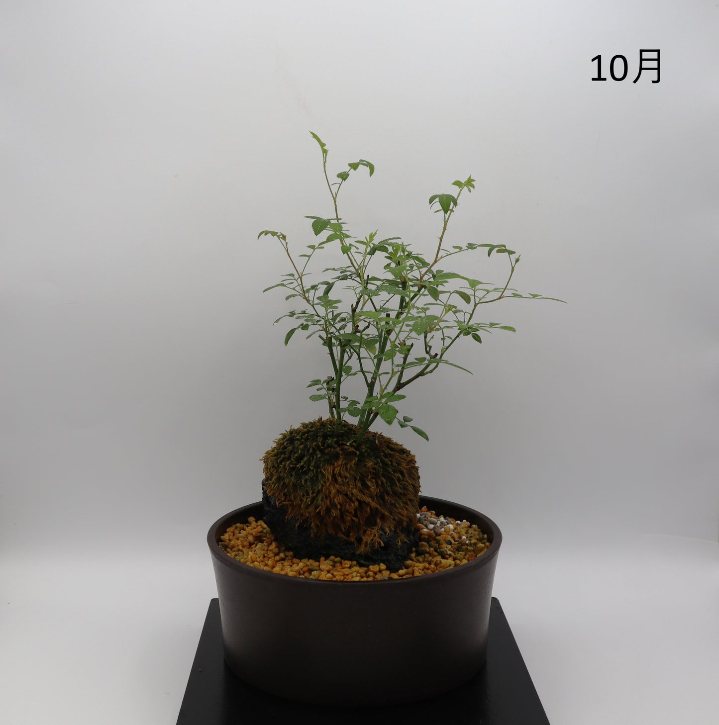 スノー・ドロップ-浅鉢・溶岩(赤)