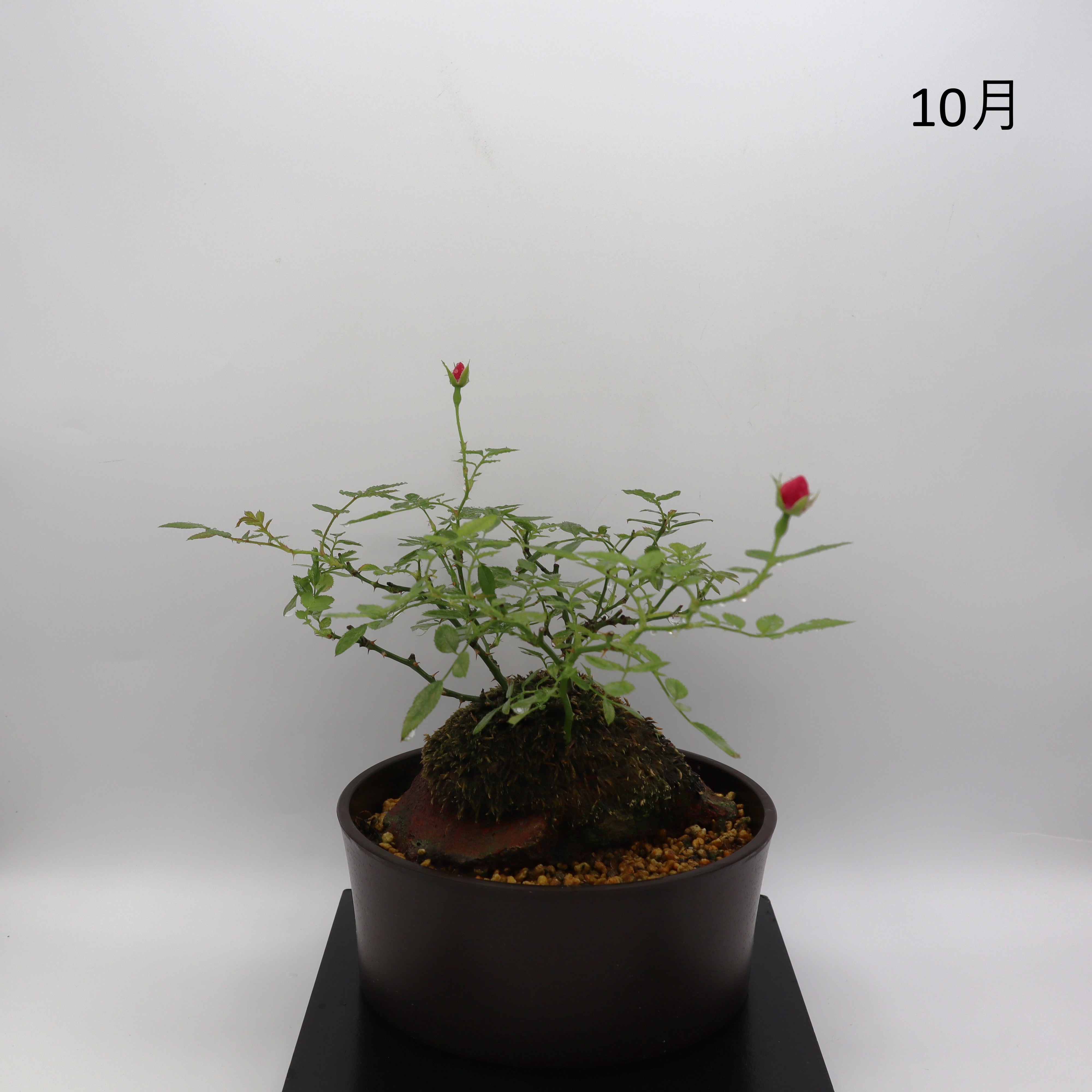 紅一重-浅鉢・溶岩(赤) – ミニばら盆栽学園