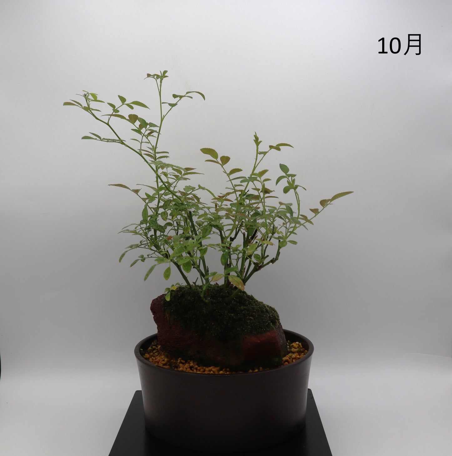 みさき-浅鉢・溶岩(赤)