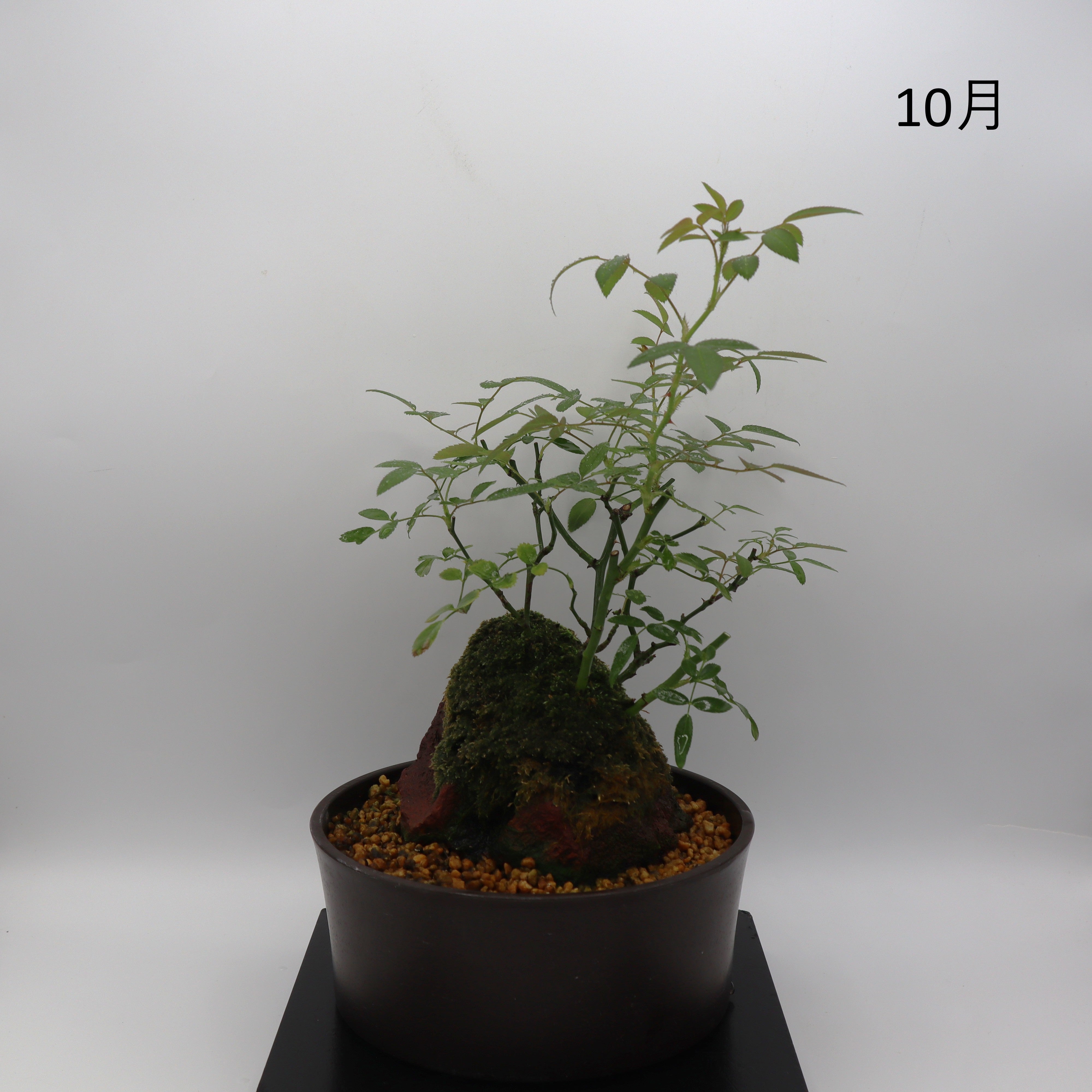 紅雀-浅鉢・溶岩(赤) – ミニばら盆栽学園