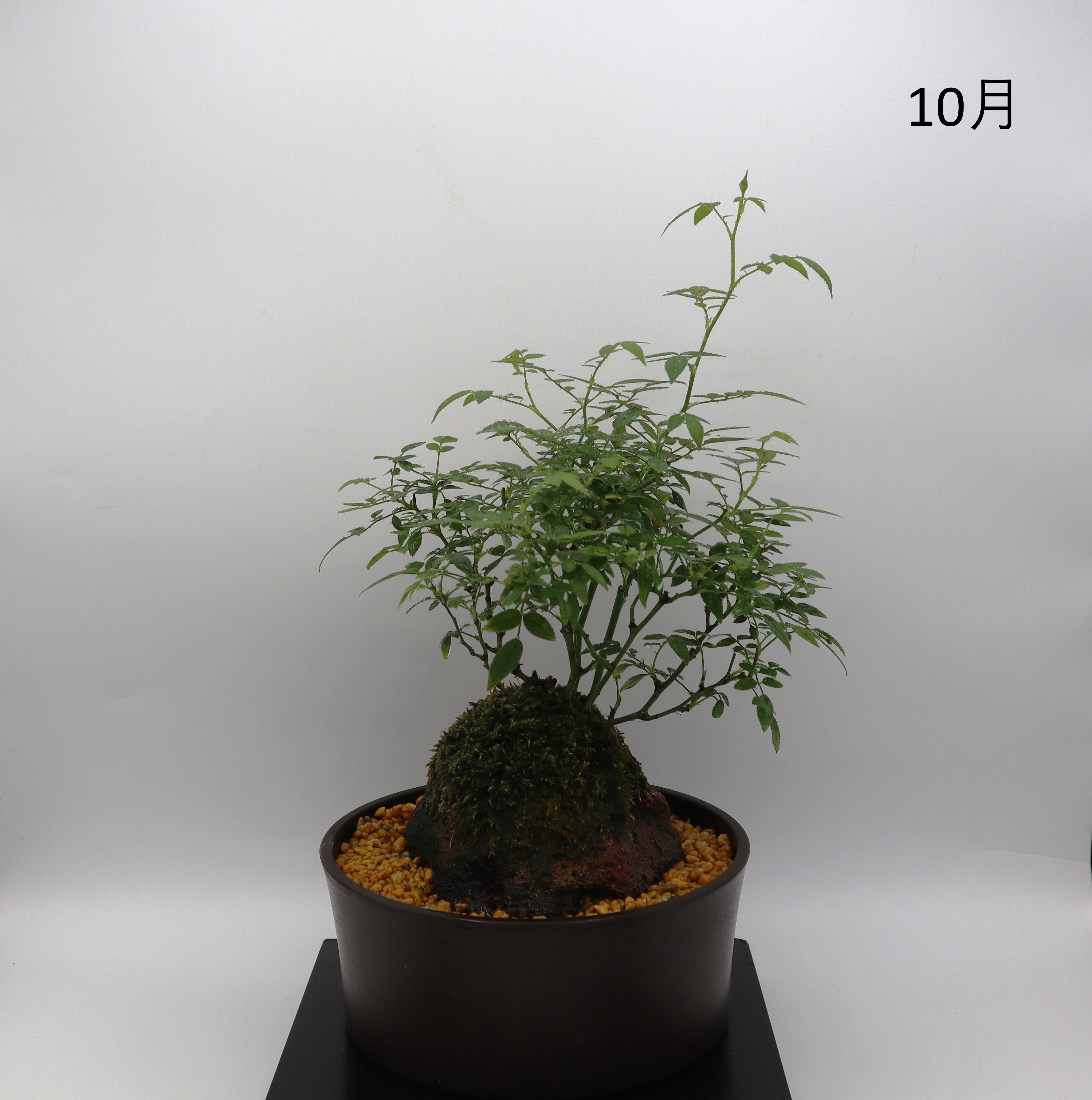 シンデレラ-浅鉢・溶岩(黒) – ミニばら盆栽学園
