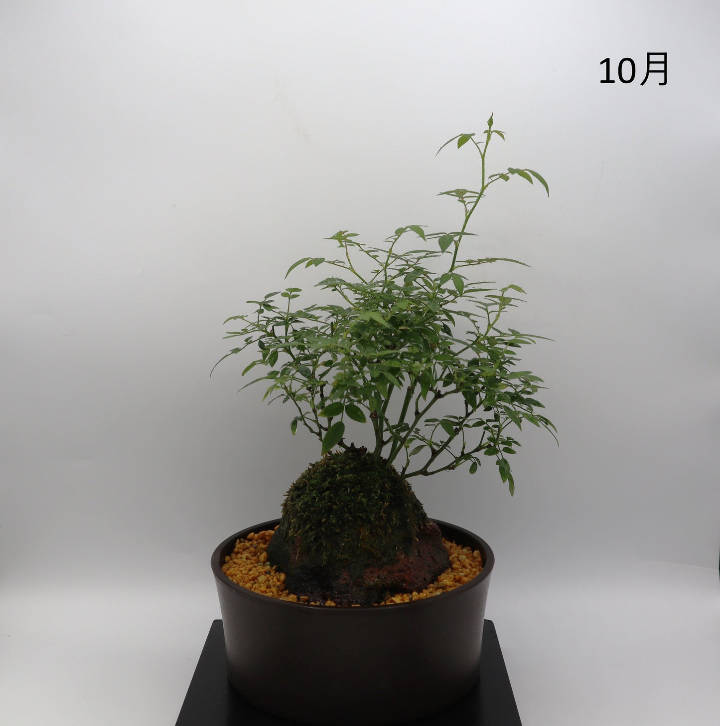 シンデレラ-浅鉢・溶岩(赤)