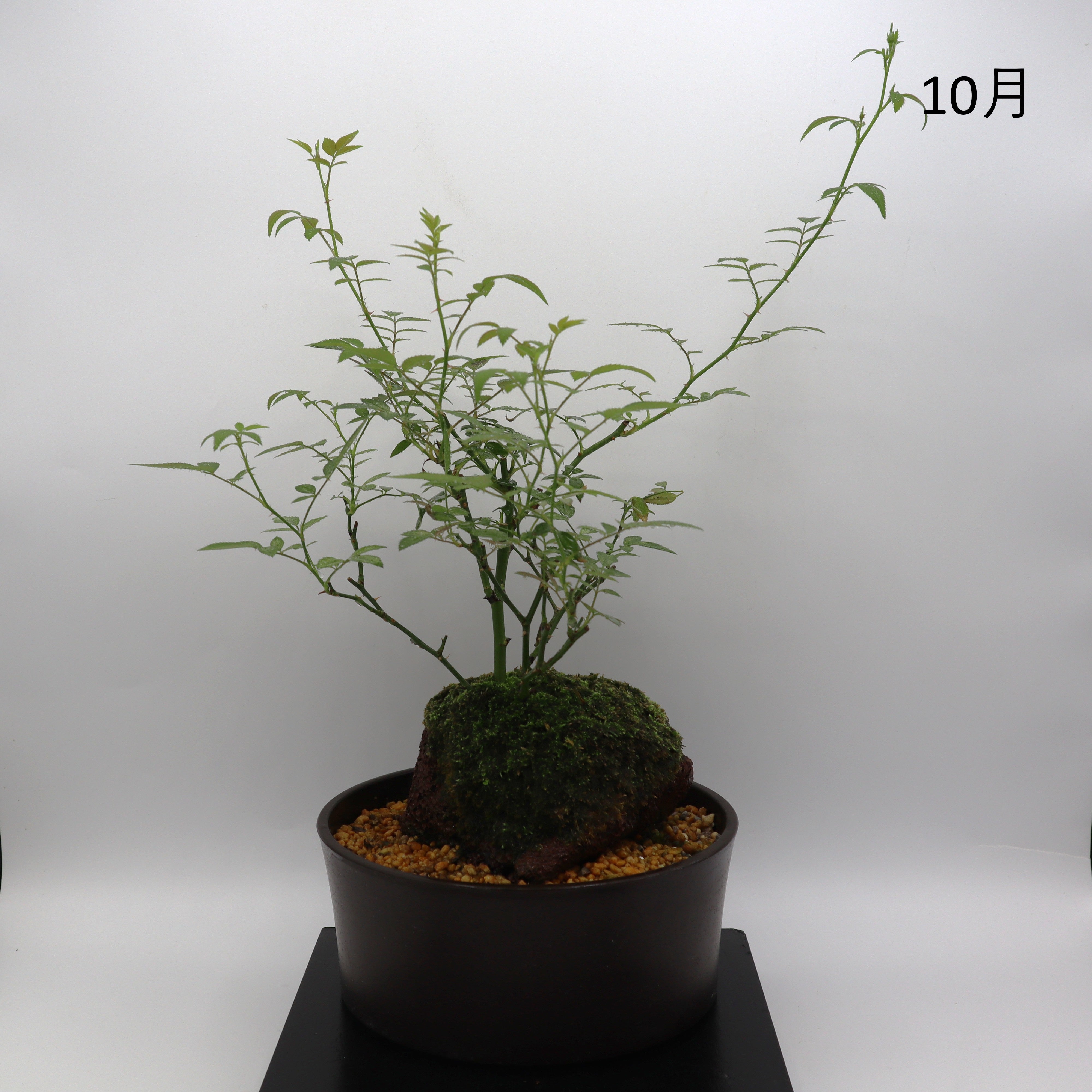 高尾台-浅鉢・溶岩(黒) – ミニばら盆栽学園