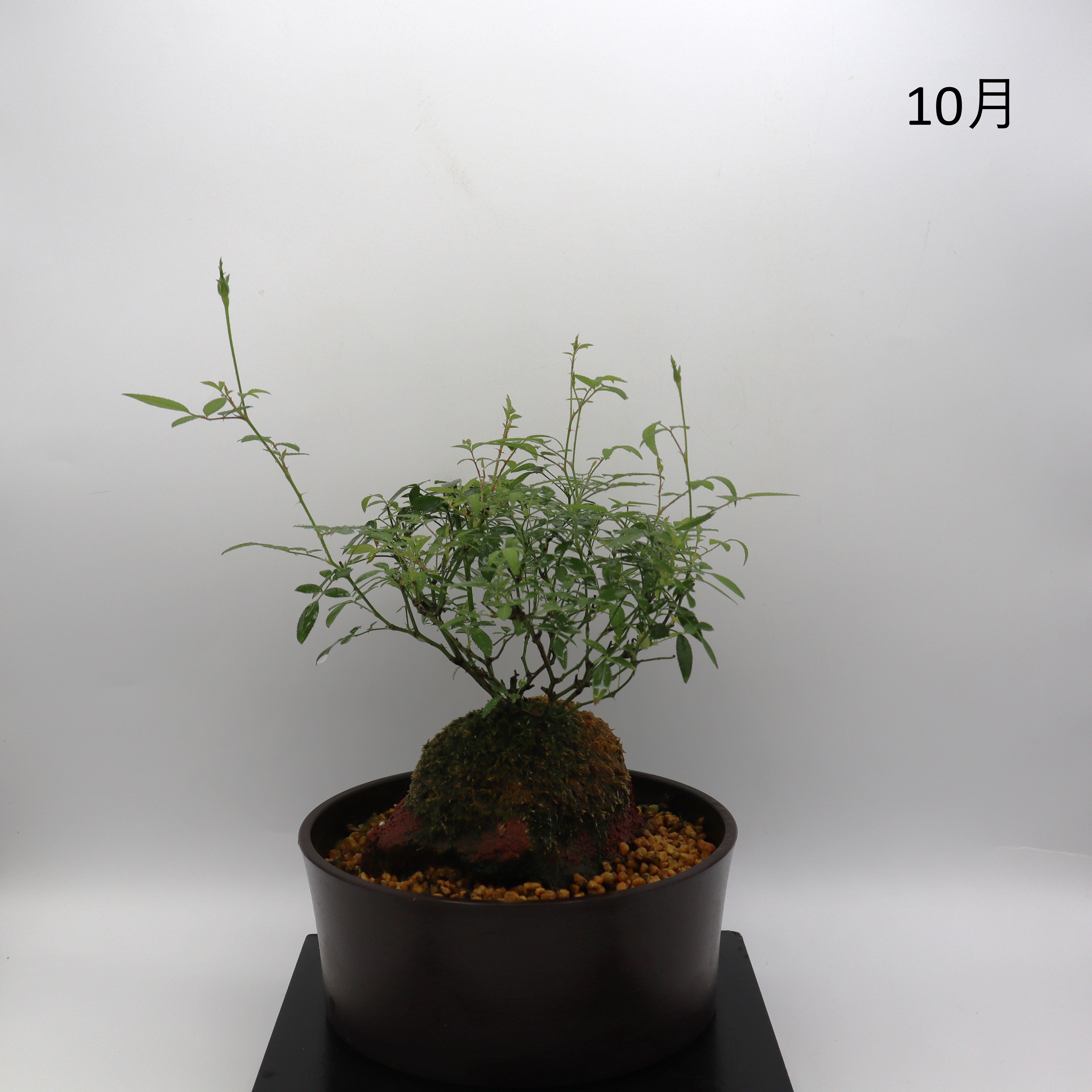 姫乙女-浅鉢・溶岩(黒) – ミニばら盆栽学園