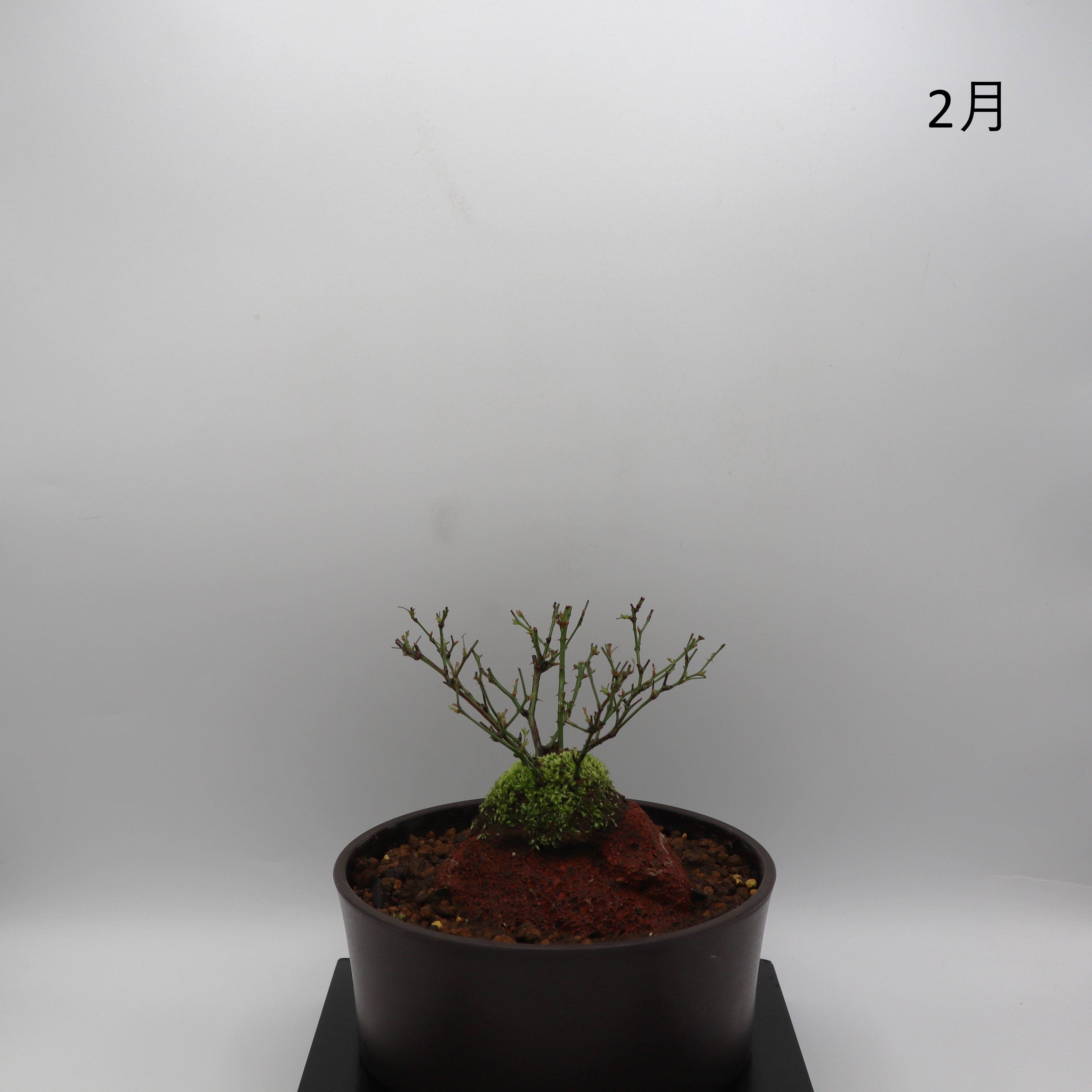 姫乙女-浅鉢・溶岩(赤) – ミニばら盆栽学園