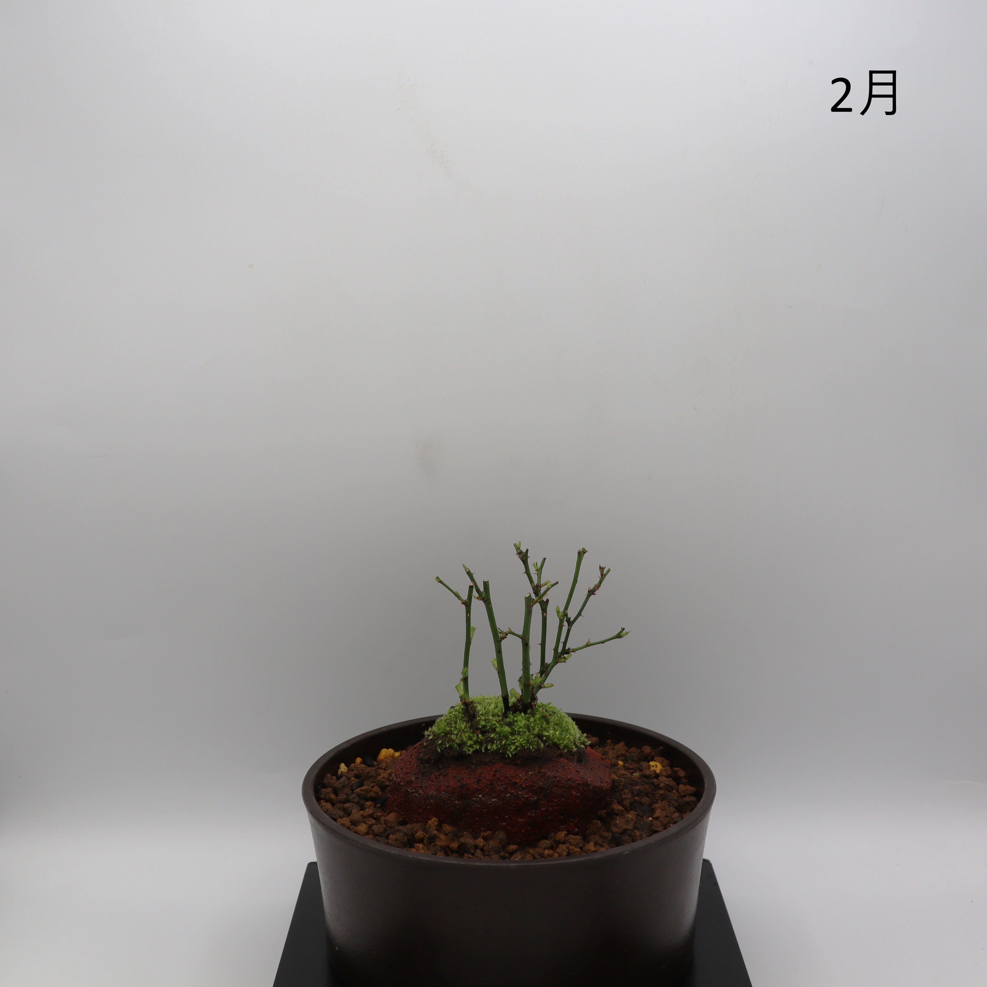 雪姫-浅鉢・溶岩(赤) – ミニばら盆栽学園