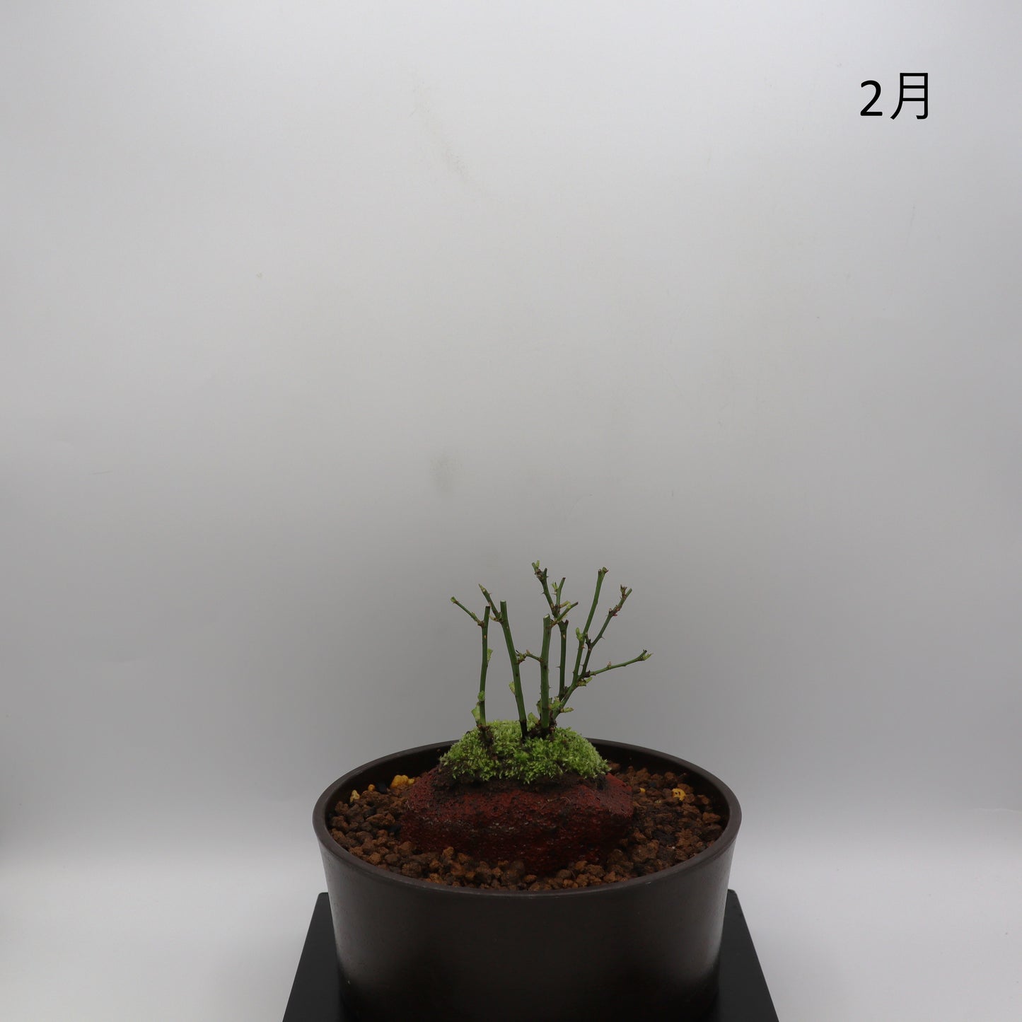 雪姫-浅鉢・溶岩(赤)
