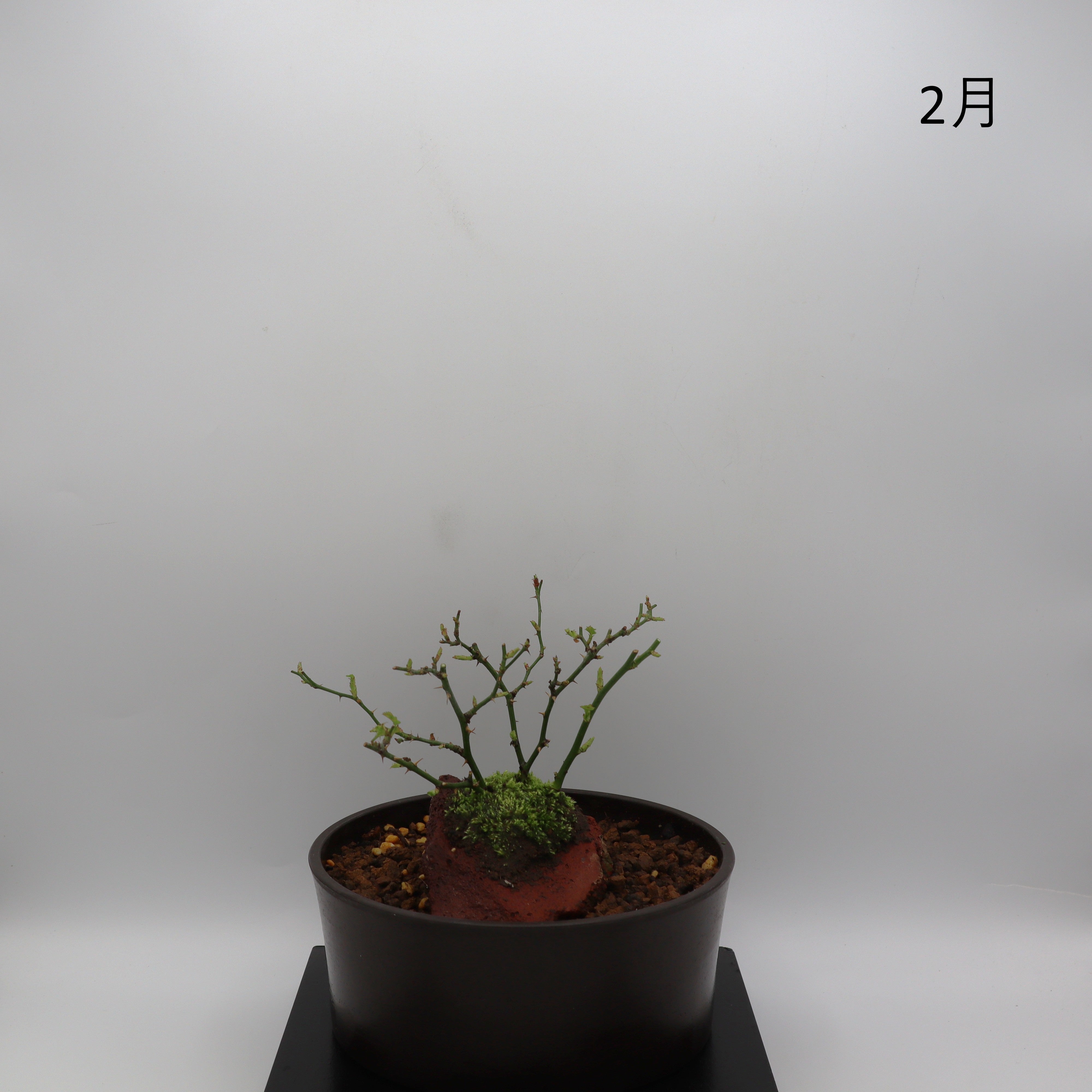 紅一重-浅鉢・溶岩(赤) – ミニばら盆栽学園