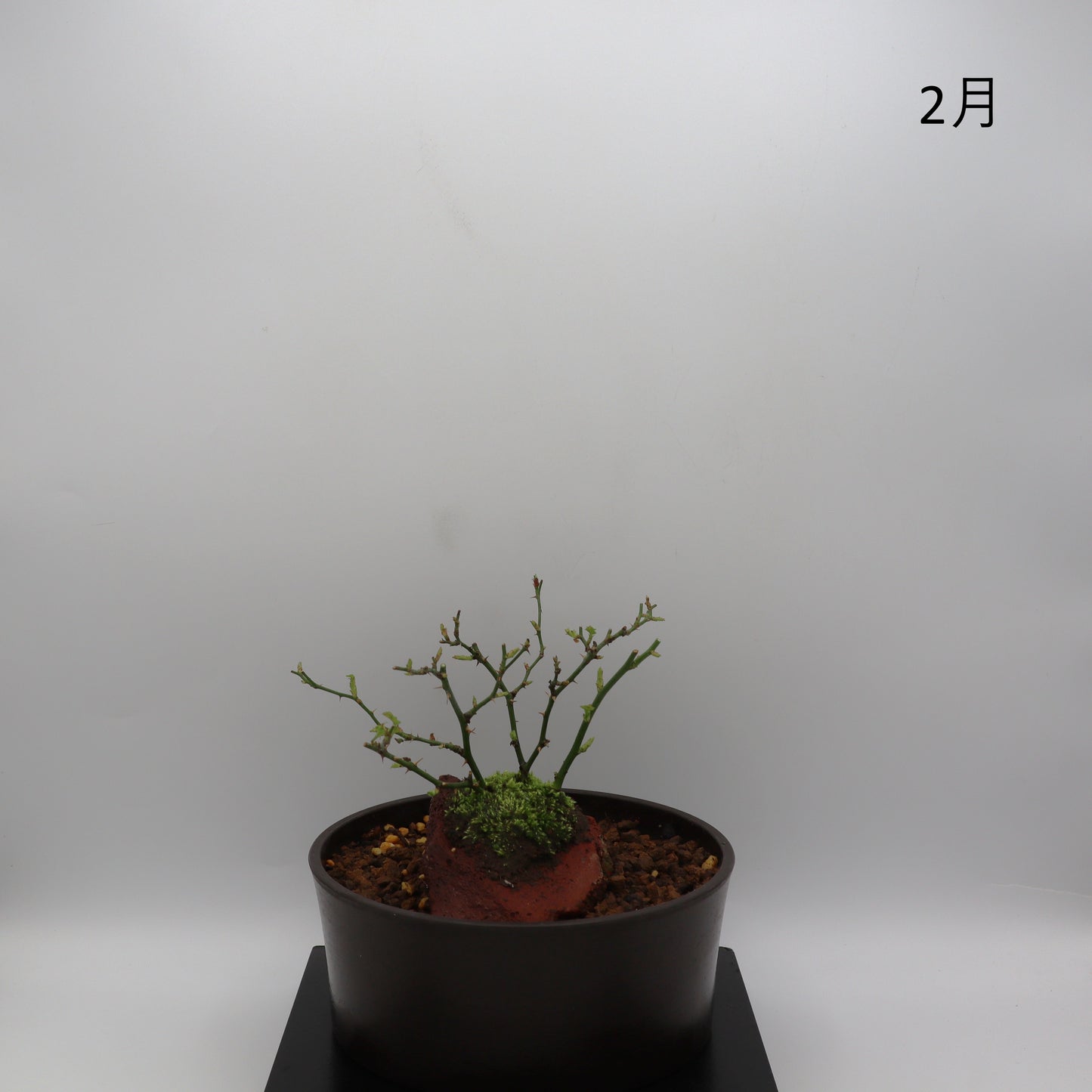 紅一重-浅鉢・溶岩(赤)
