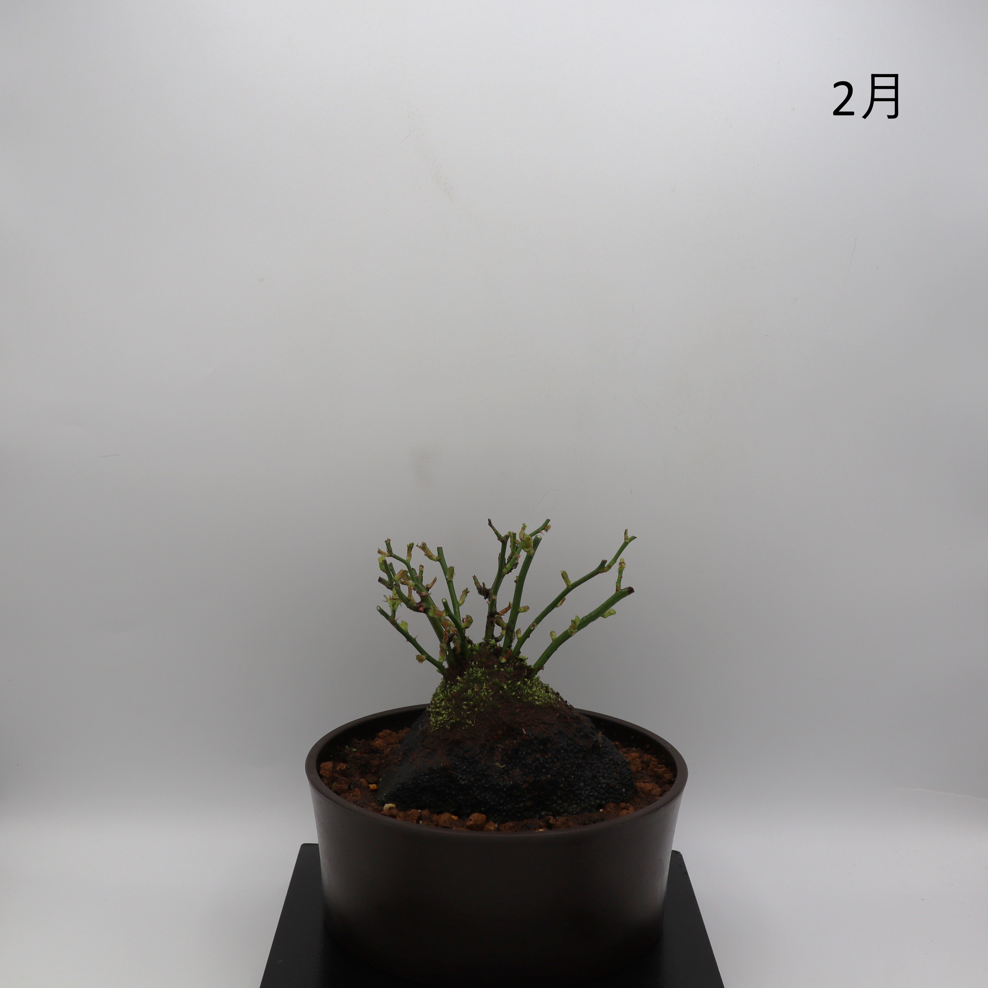 四方の春-浅鉢・溶岩(赤) – ミニばら盆栽学園