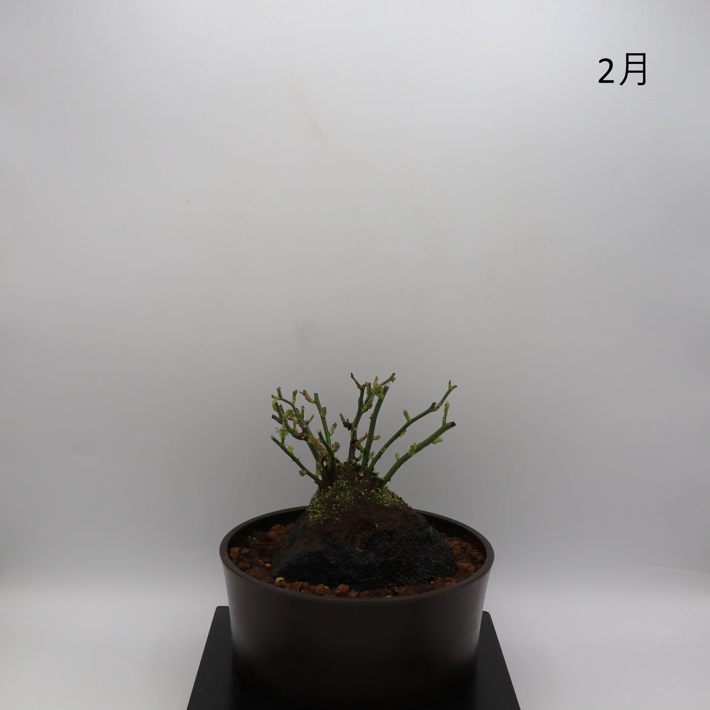 四方の春-浅鉢・溶岩(黒)