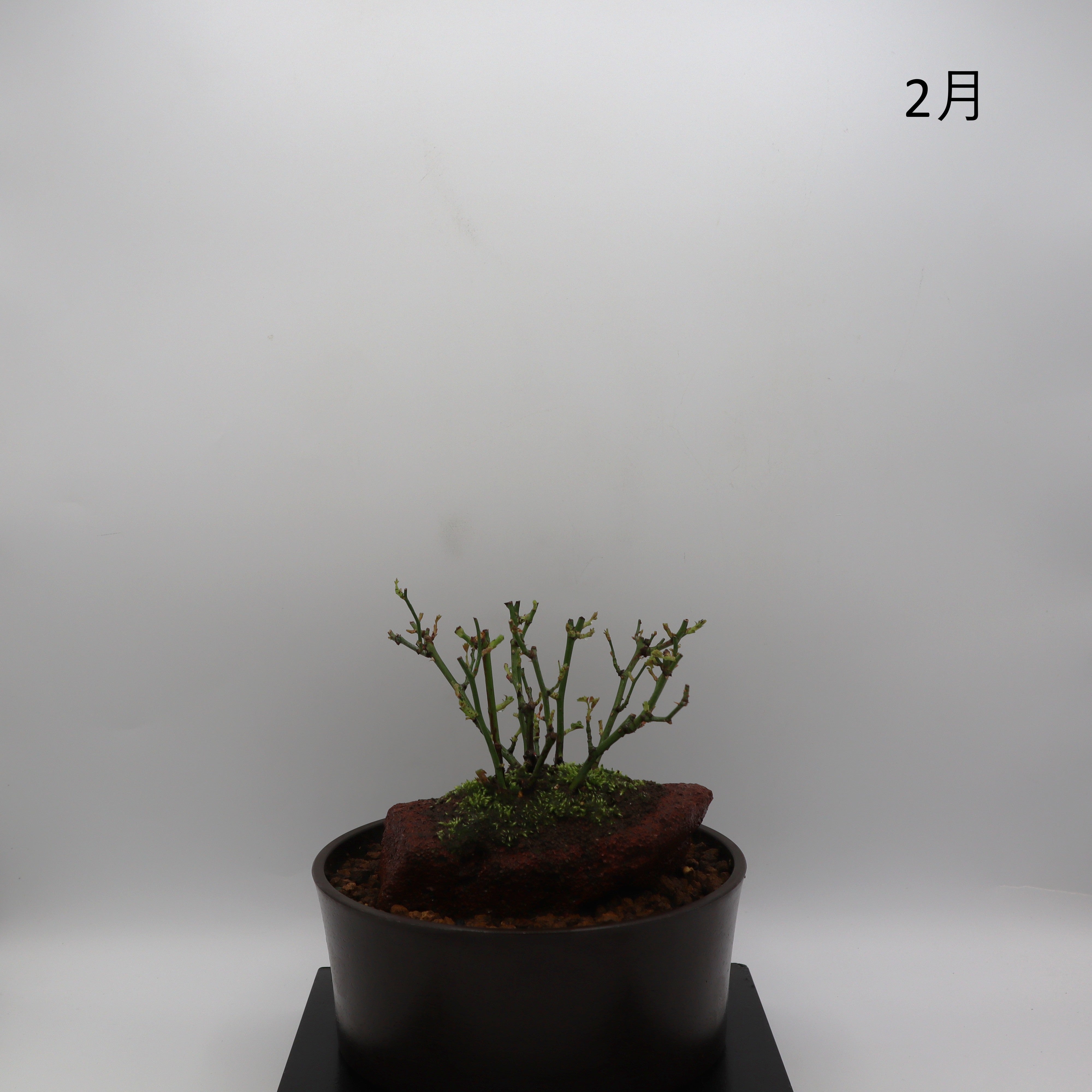 みさき-浅鉢・溶岩(赤) – ミニばら盆栽学園