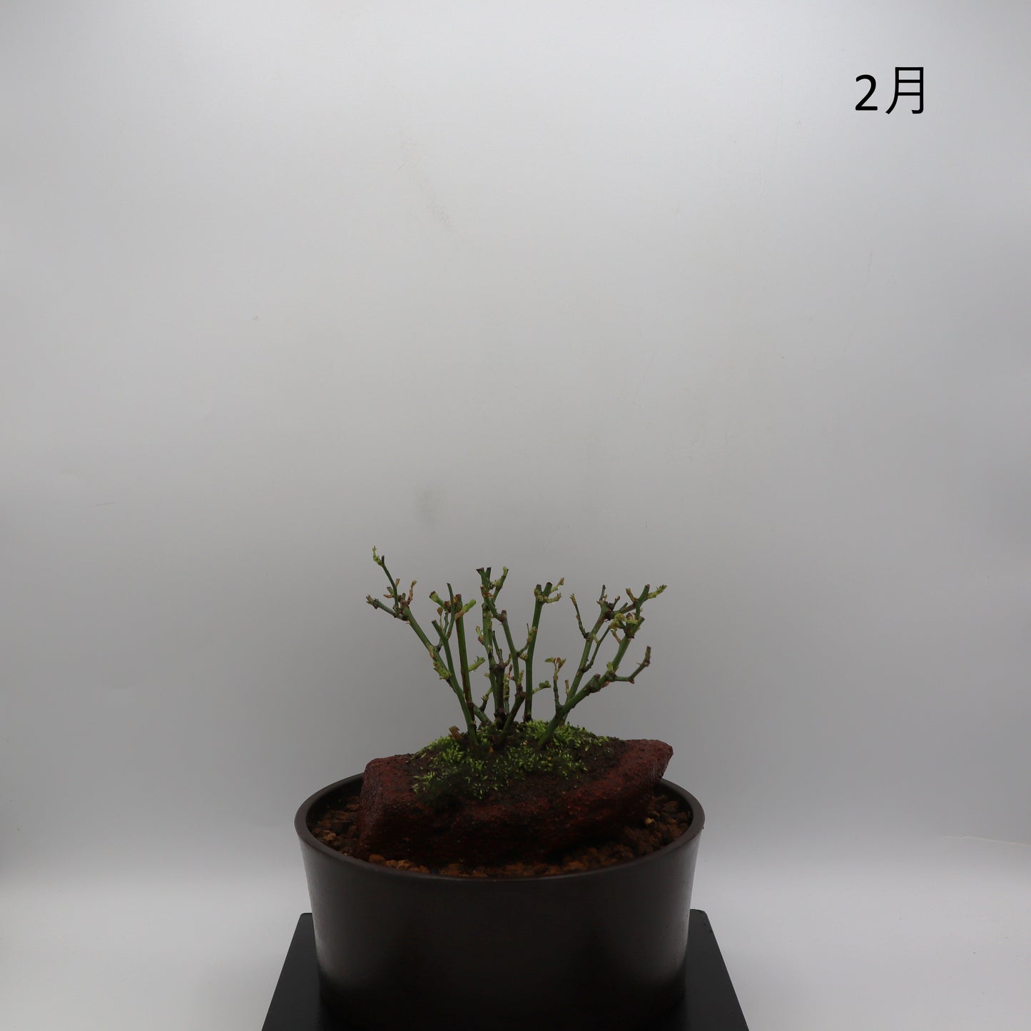 みさき-浅鉢・溶岩(黒)