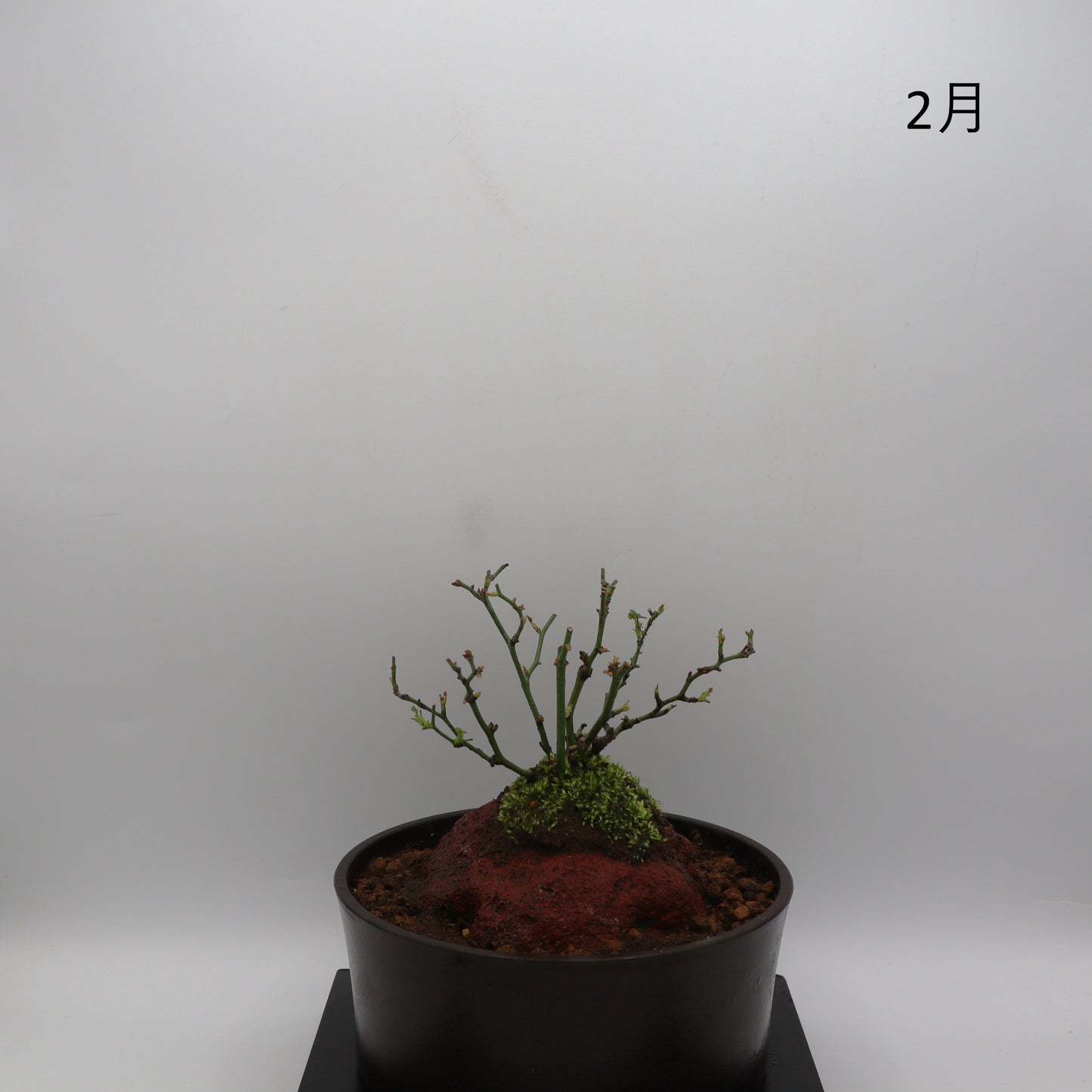 シンデレラ-浅鉢・溶岩(赤)