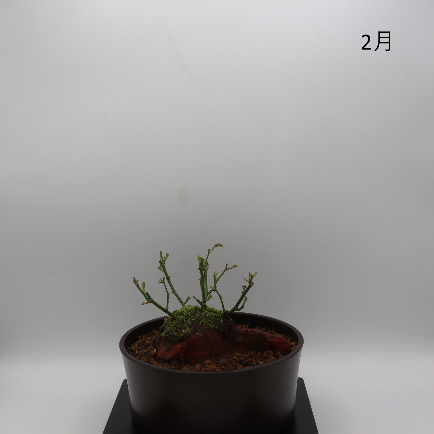 咲耶姫-浅鉢・溶岩(赤)