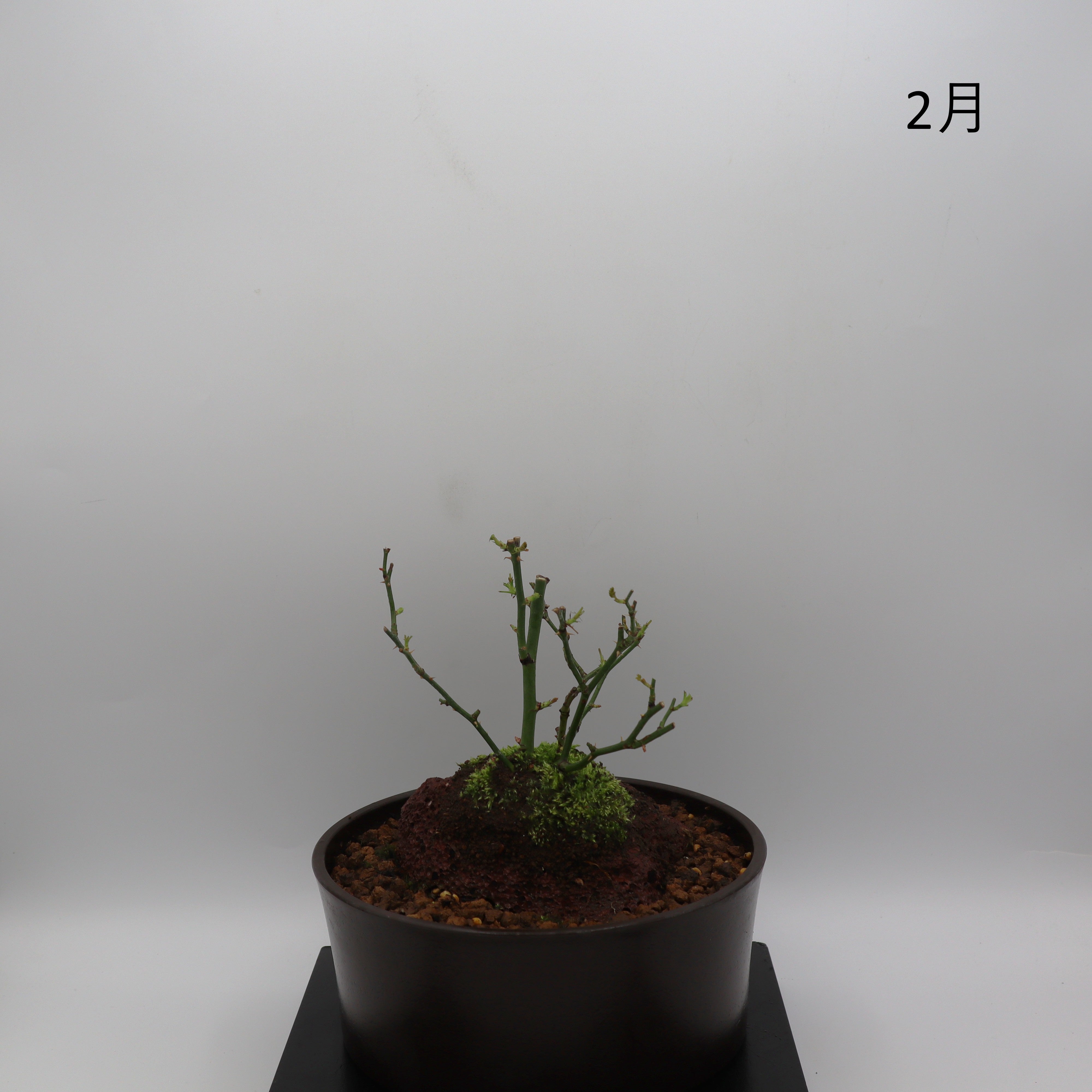 高尾台-浅鉢・溶岩(黒) – ミニばら盆栽学園