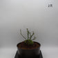 高尾台-浅鉢・溶岩(赤)