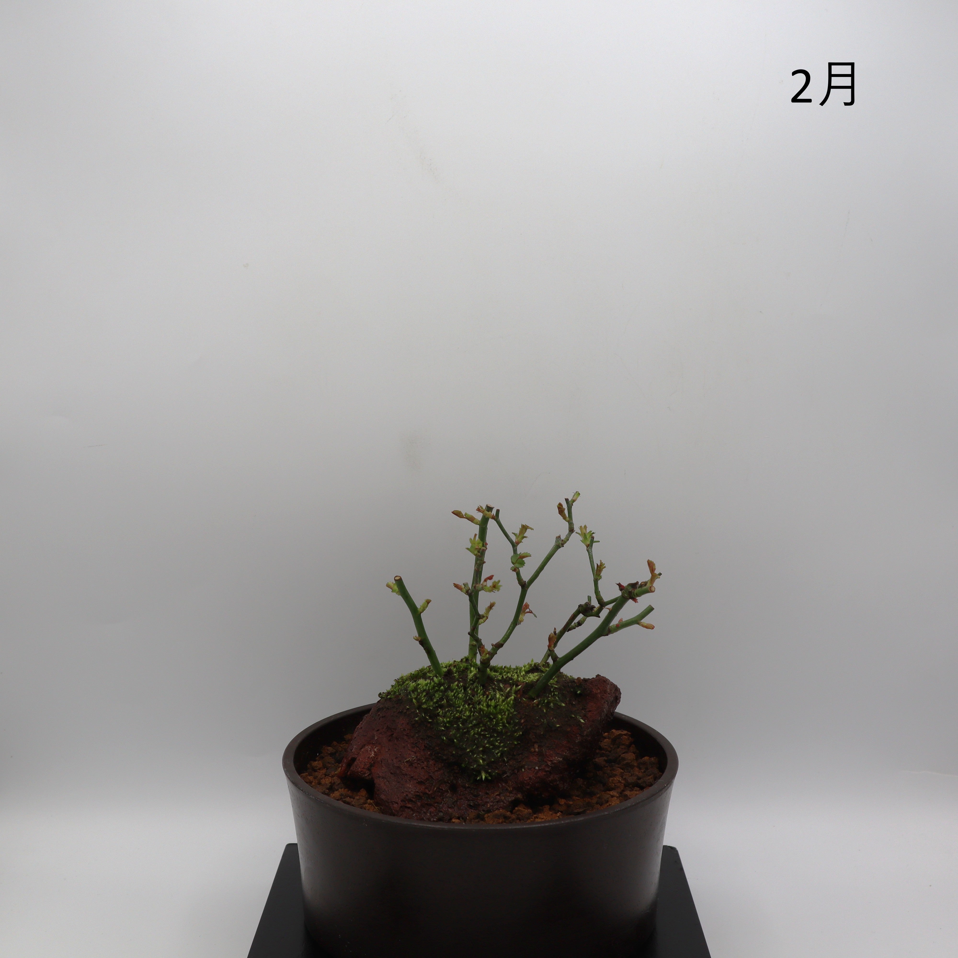 紅雀-浅鉢・溶岩(赤) – ミニばら盆栽学園
