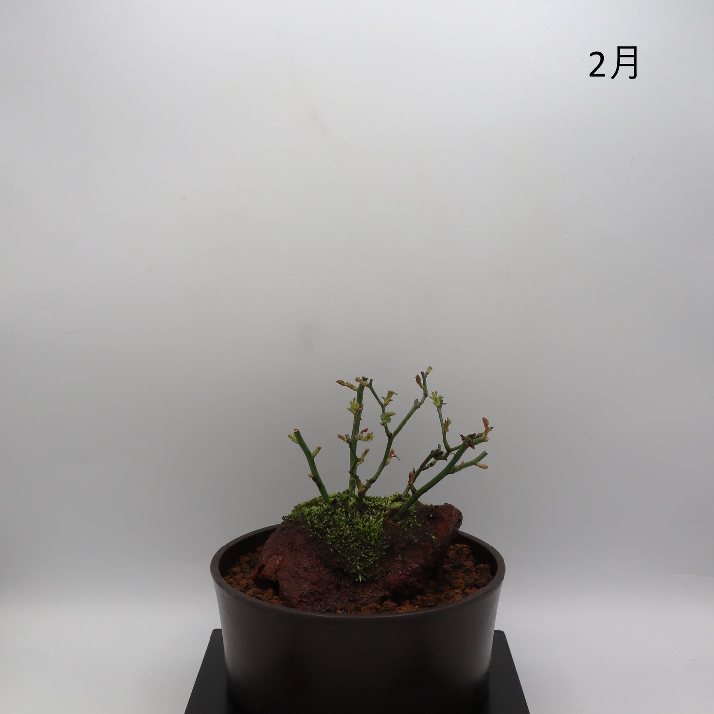 紅雀-浅鉢・溶岩(赤)