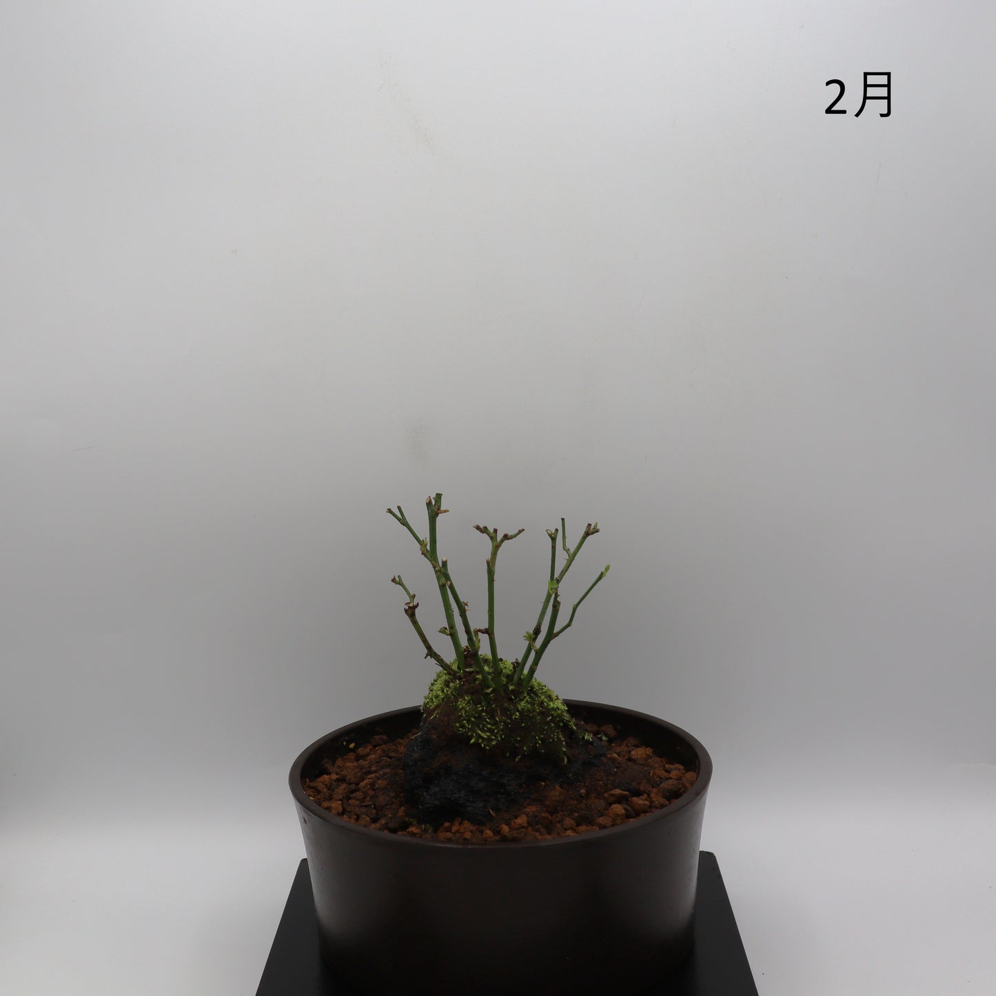 スノー・ドロップ-浅鉢・溶岩(赤)