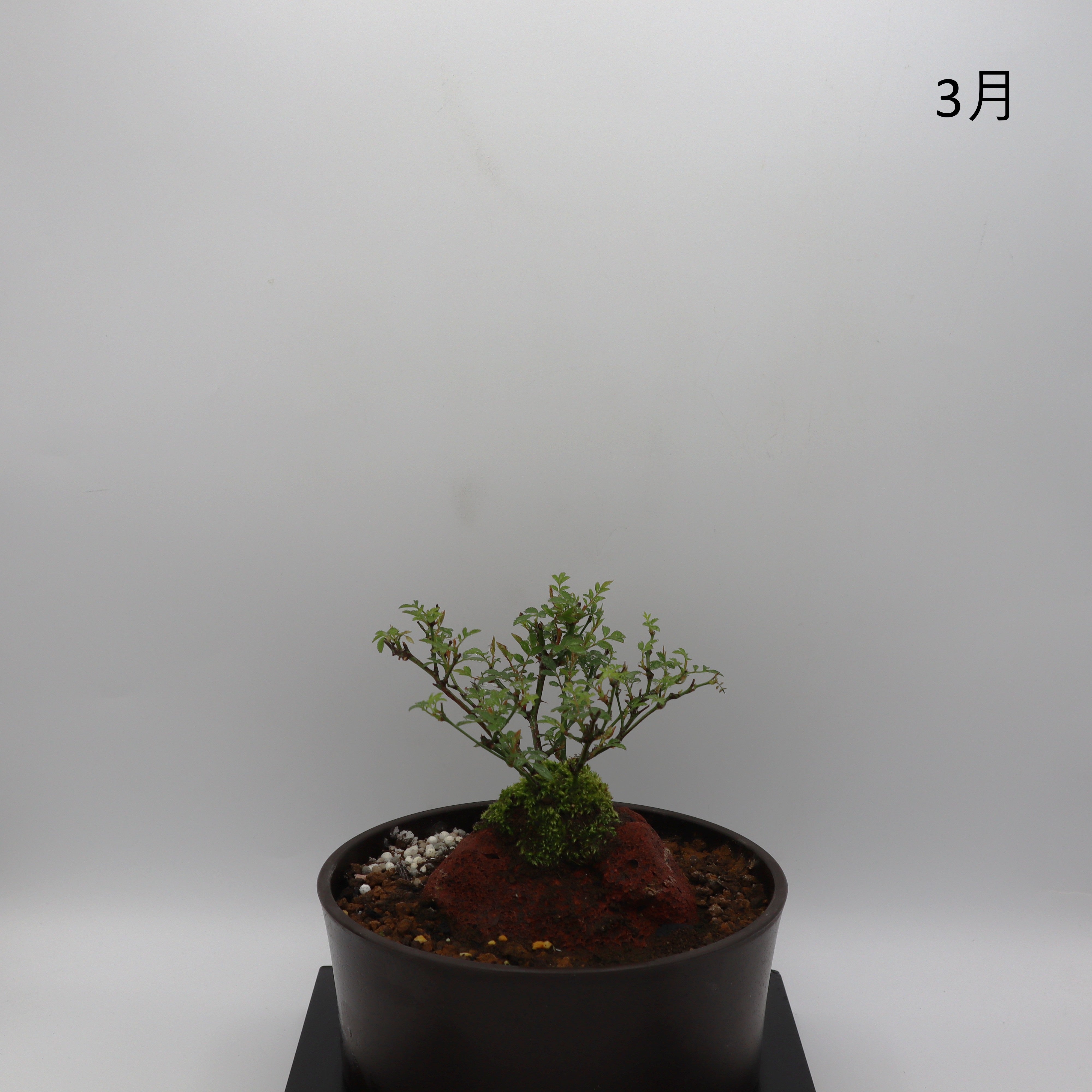 姫乙女-浅鉢・溶岩(黒) – ミニばら盆栽学園