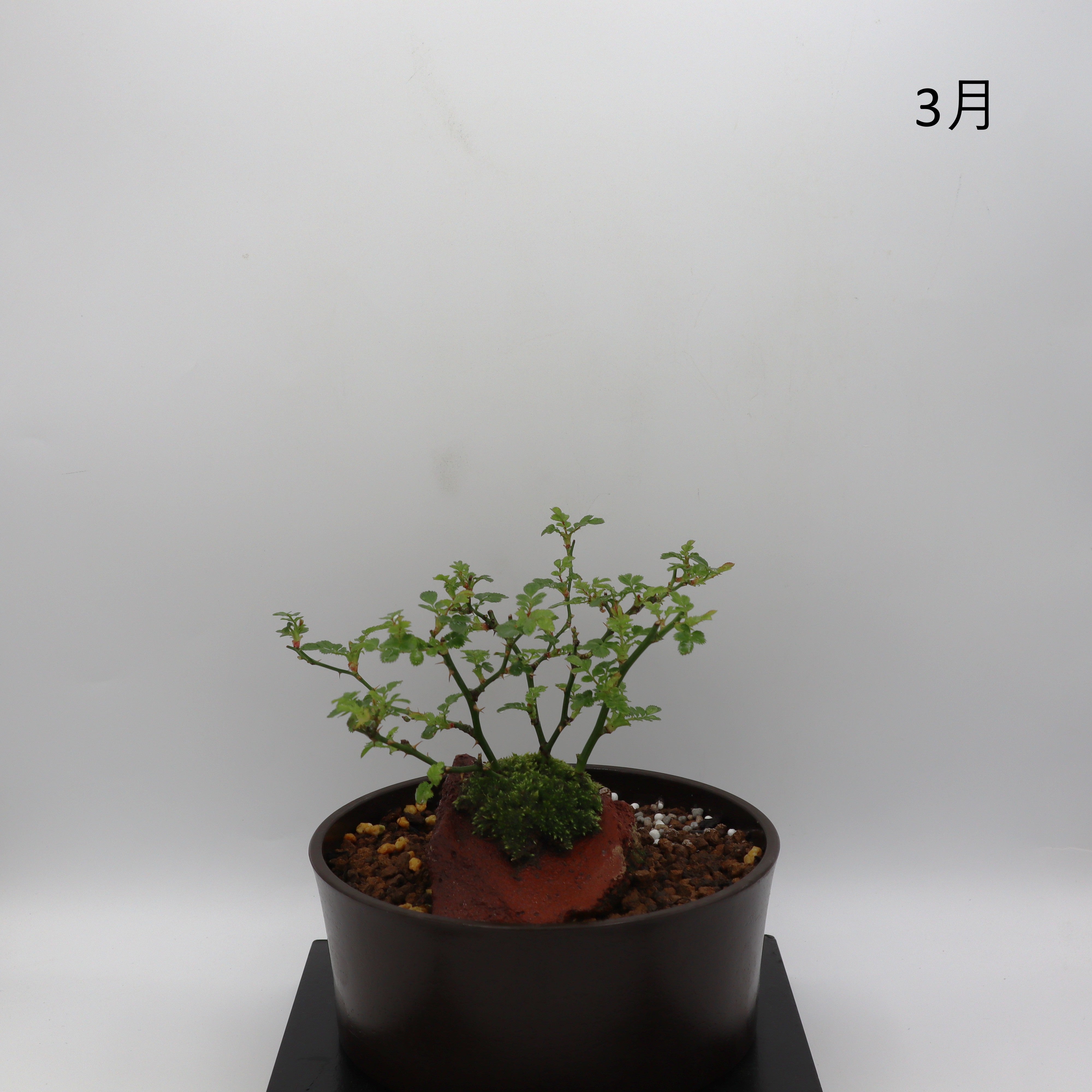 紅一重-浅鉢・溶岩(赤) – ミニばら盆栽学園