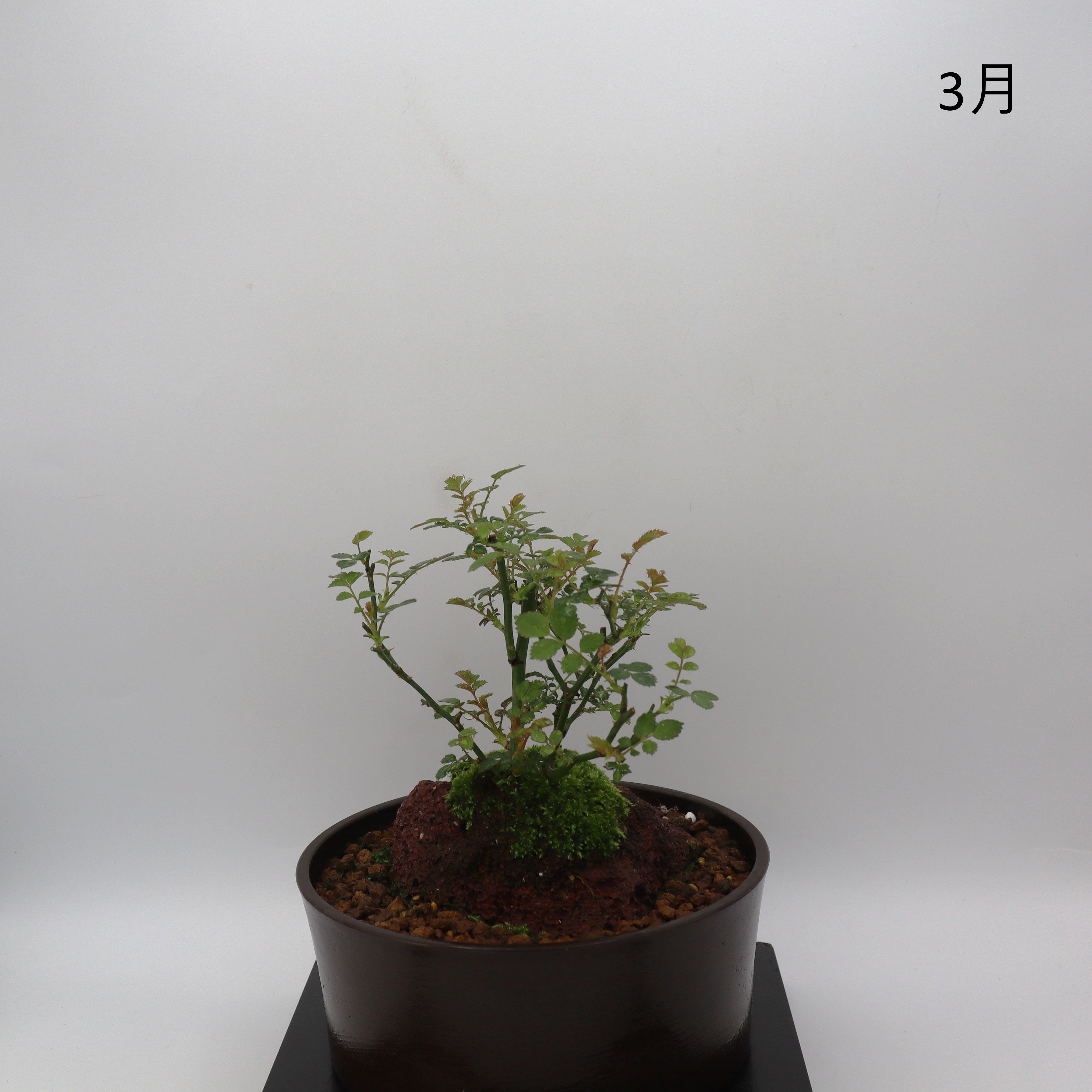 高尾台-浅鉢・溶岩(黒) – ミニばら盆栽学園