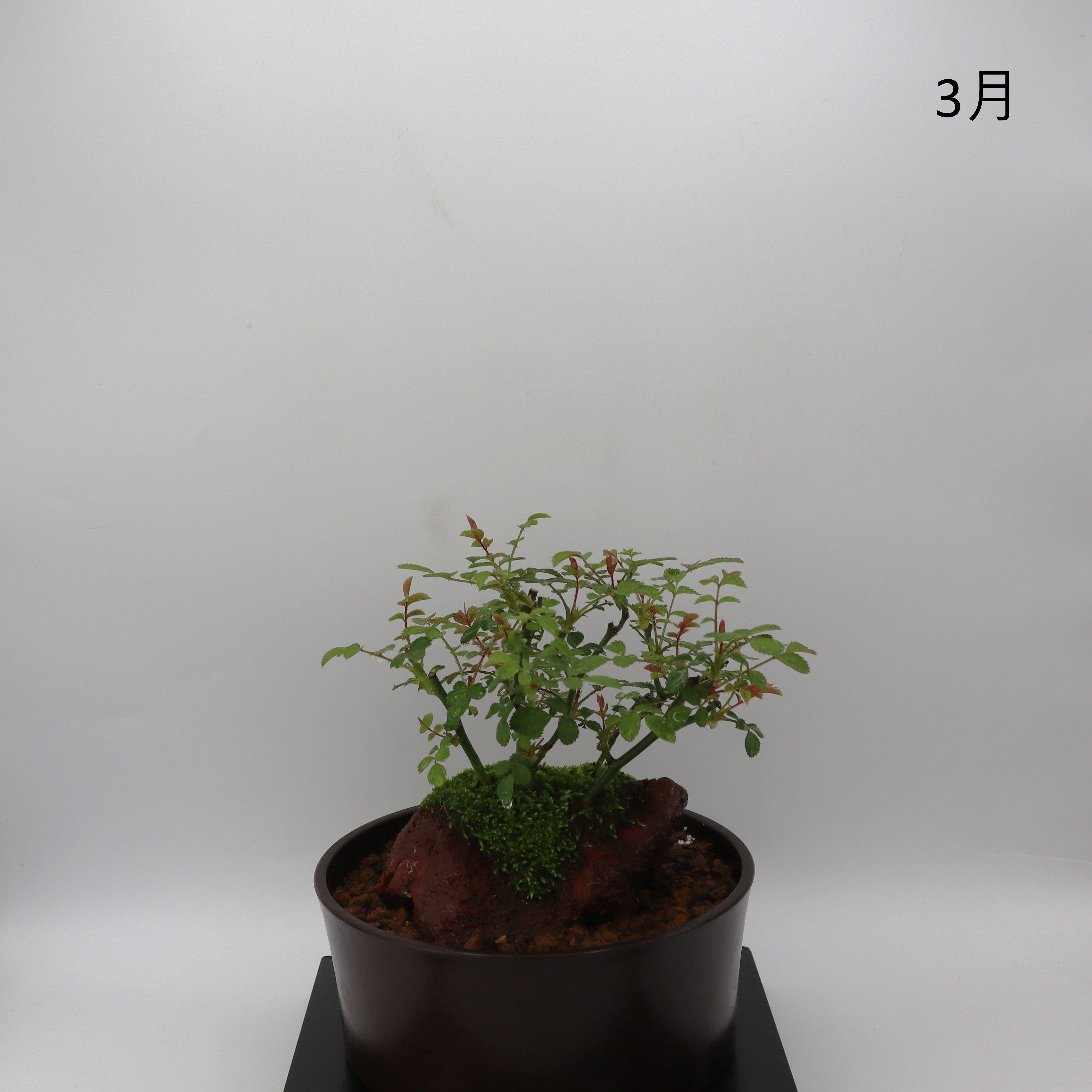 紅雀-浅鉢・溶岩(赤) – ミニばら盆栽学園