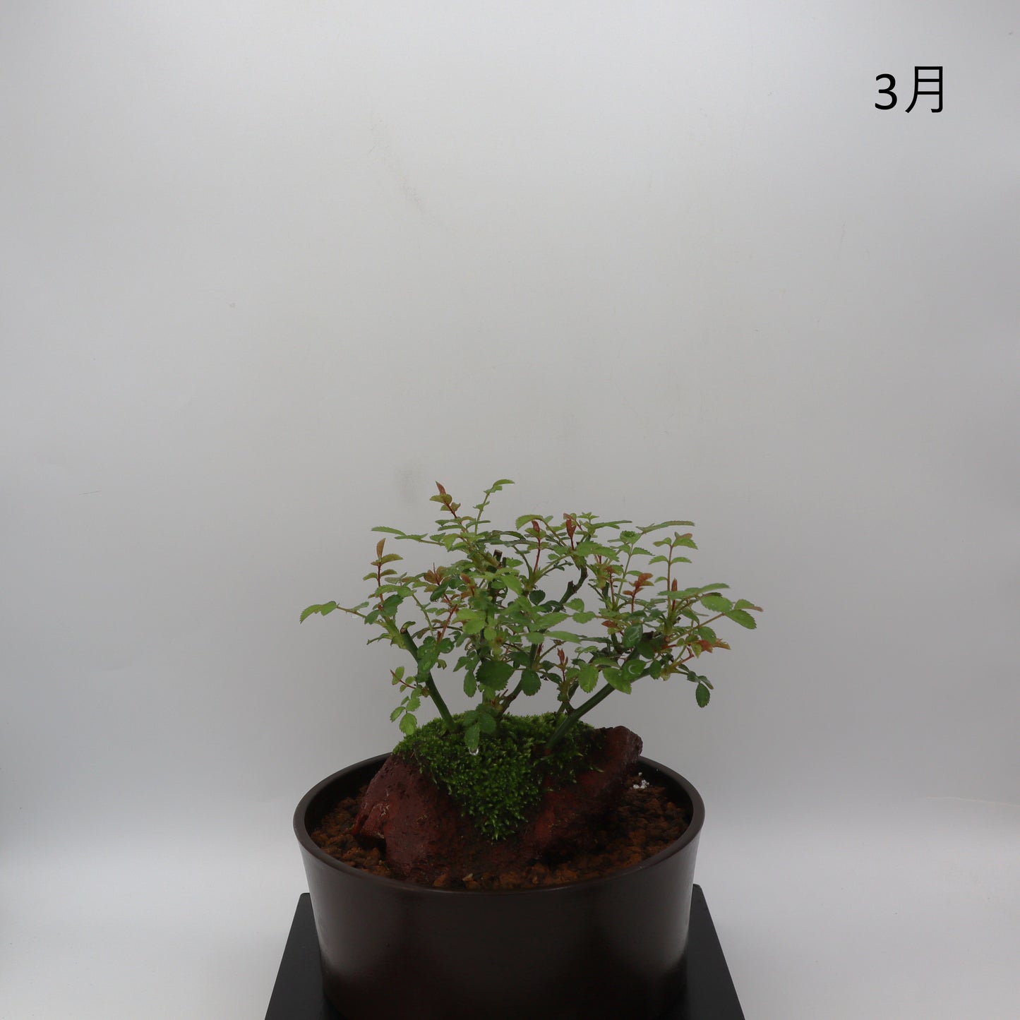 紅雀-浅鉢・溶岩(赤)