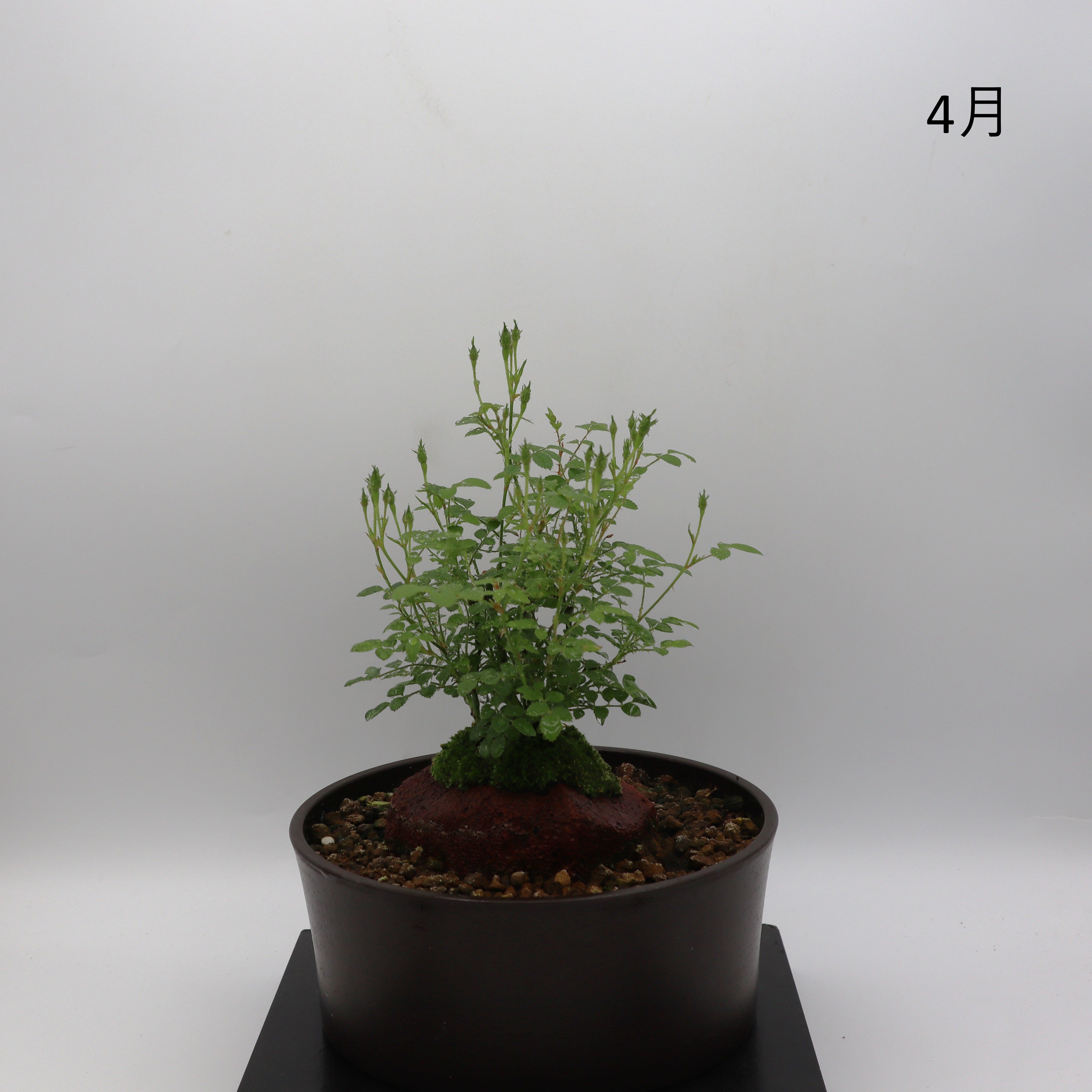 雪姫-浅鉢・溶岩(赤) – ミニばら盆栽学園