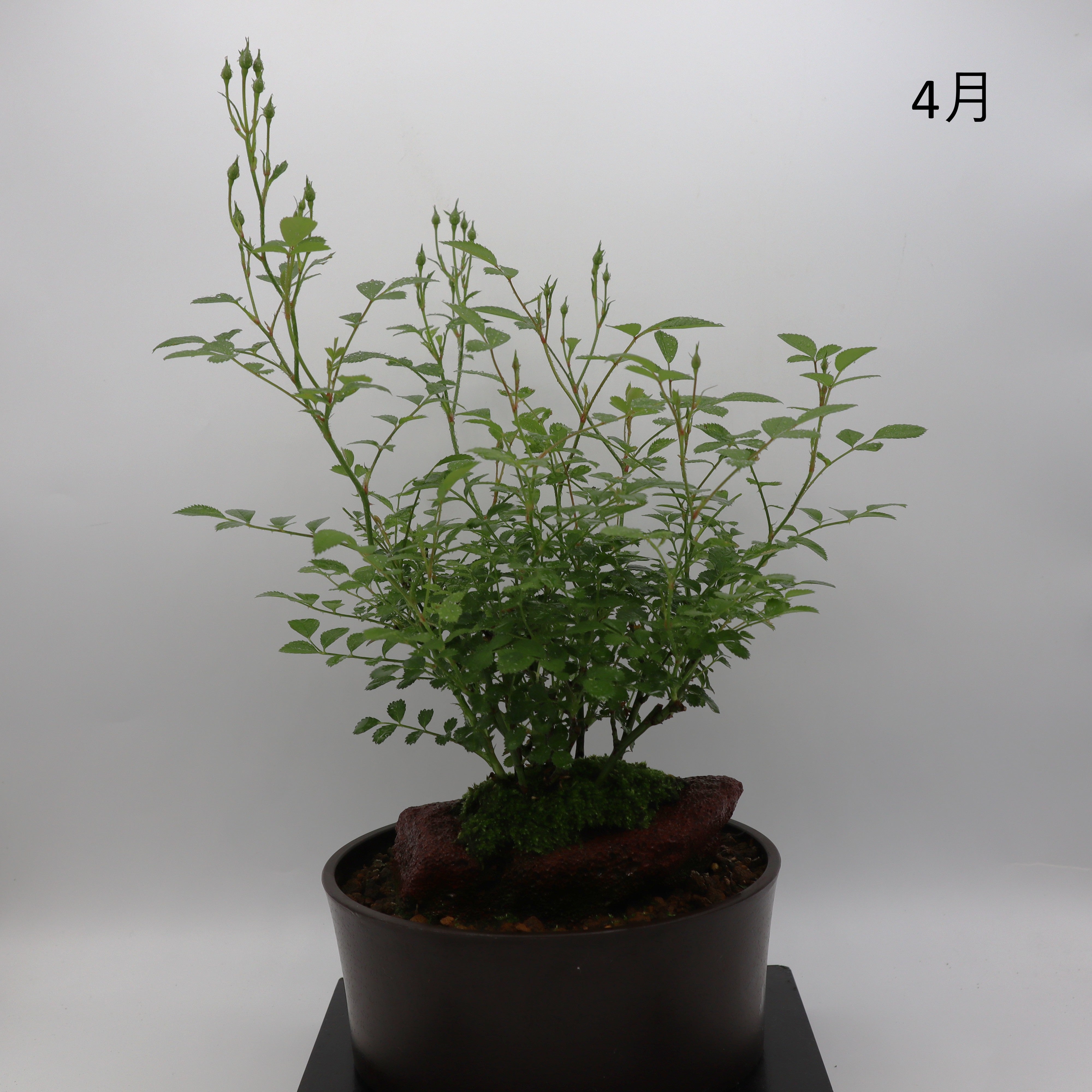 みさき-浅鉢・溶岩(赤) – ミニばら盆栽学園
