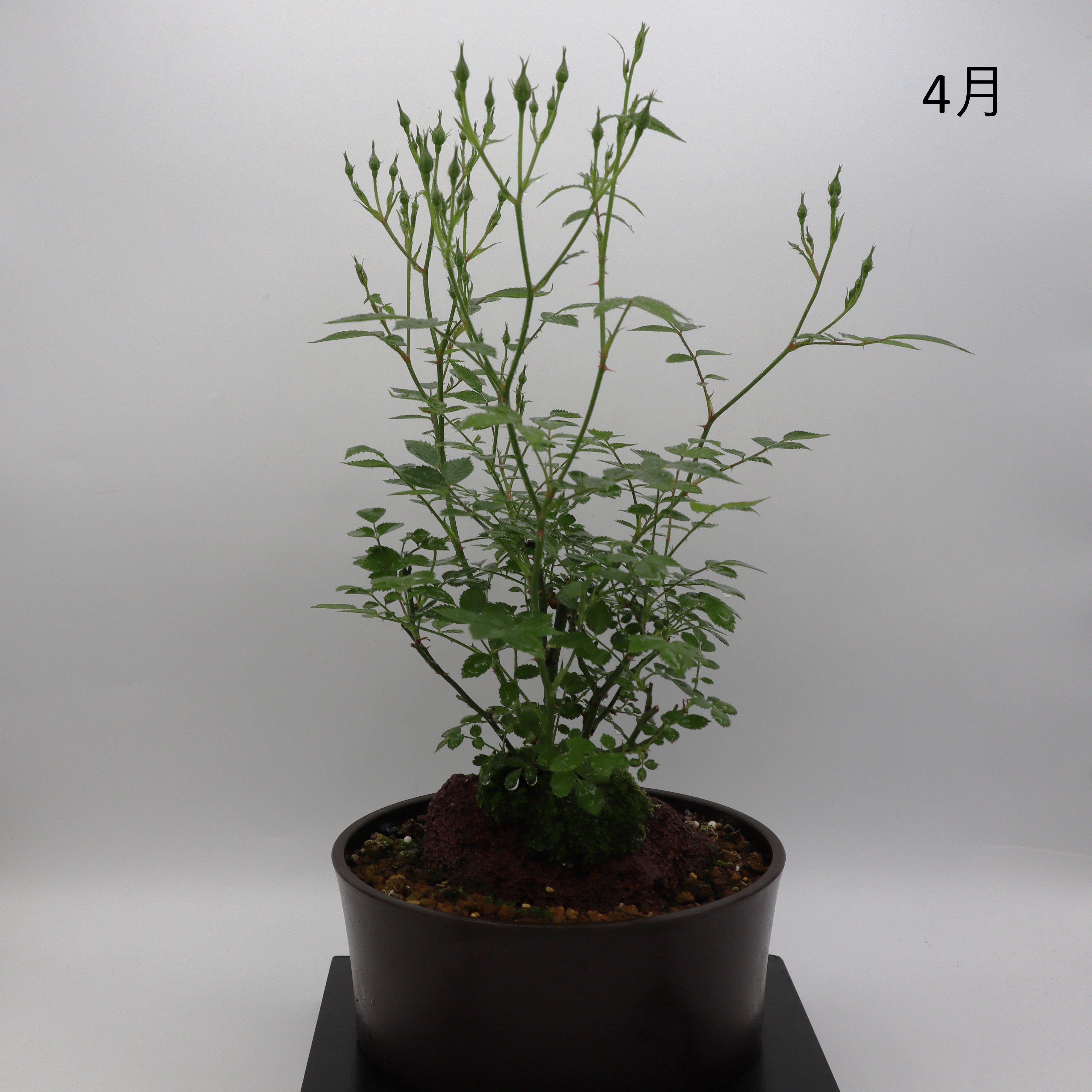 高尾台-浅鉢・溶岩(黒) – ミニばら盆栽学園