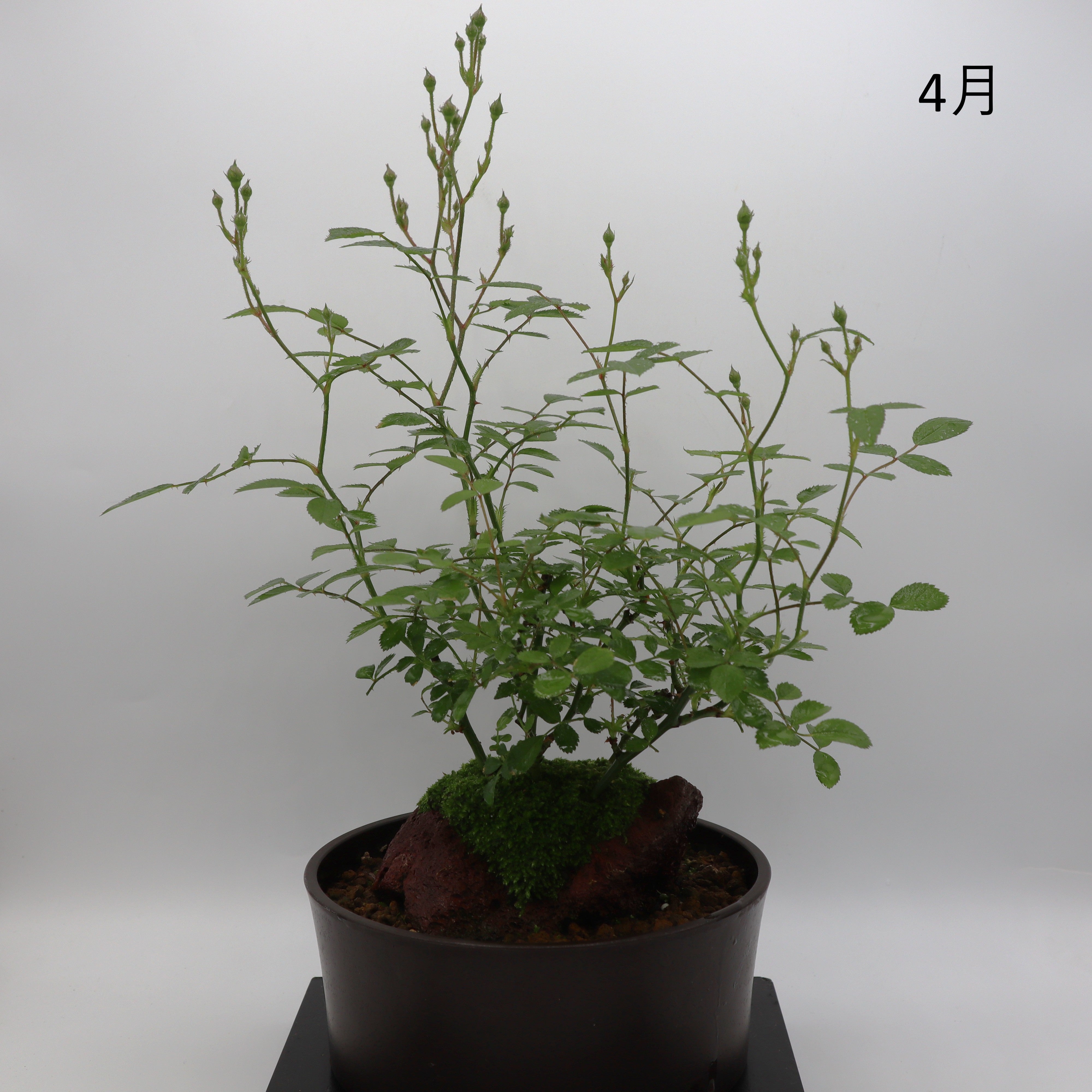 紅雀-浅鉢・溶岩(赤) – ミニばら盆栽学園