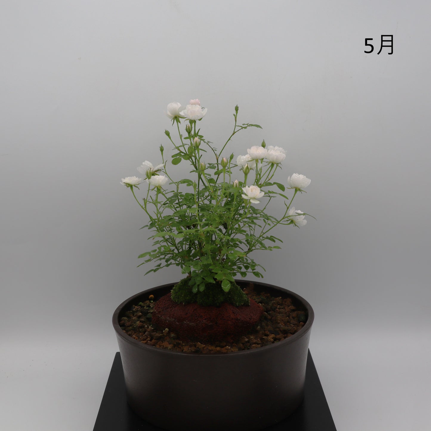 雪姫-浅鉢・溶岩(赤)