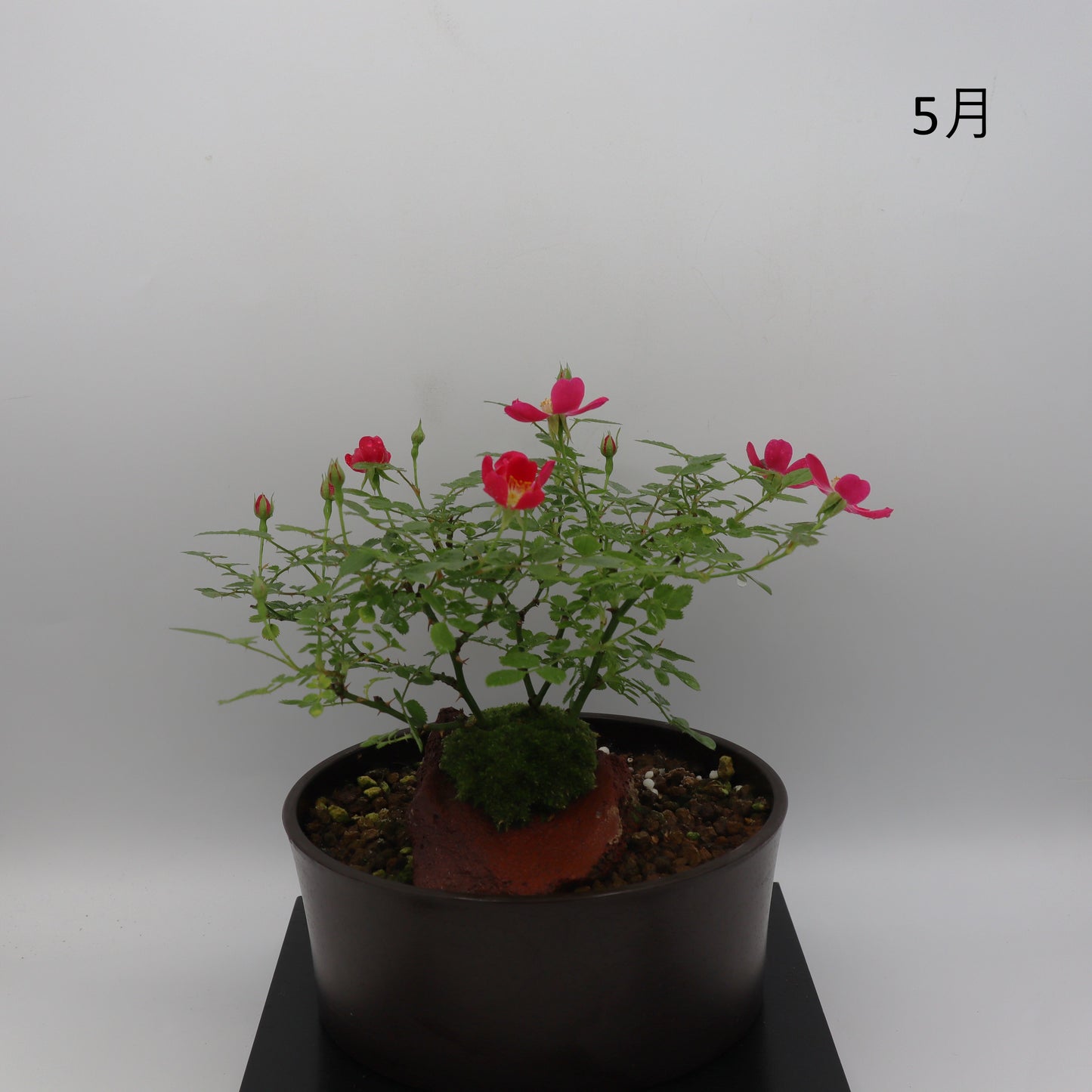 紅一重-浅鉢・溶岩(赤)