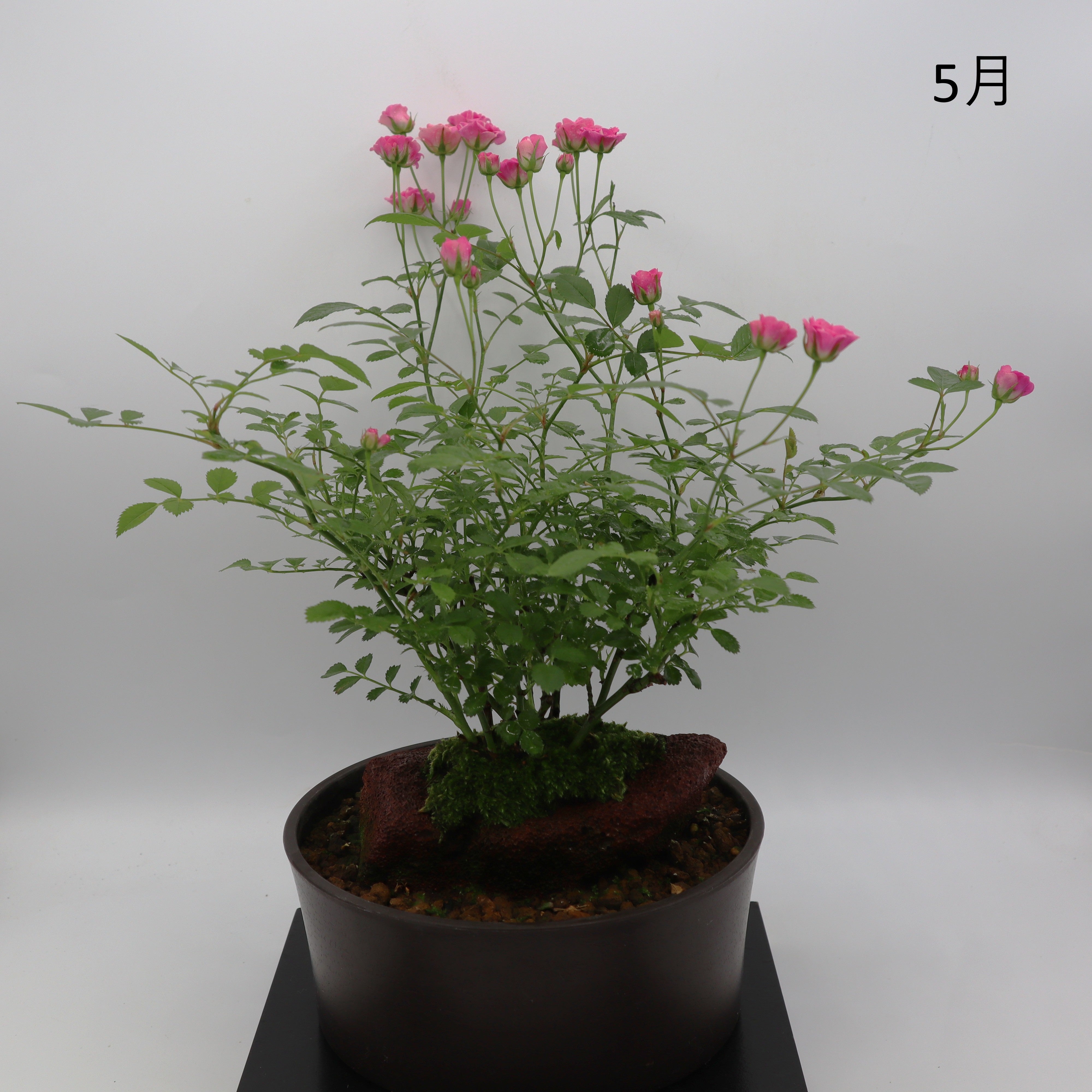 みさき-浅鉢・溶岩(赤) – ミニばら盆栽学園