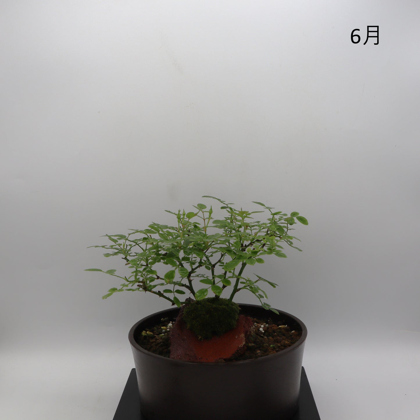 紅一重-浅鉢・溶岩(赤)
