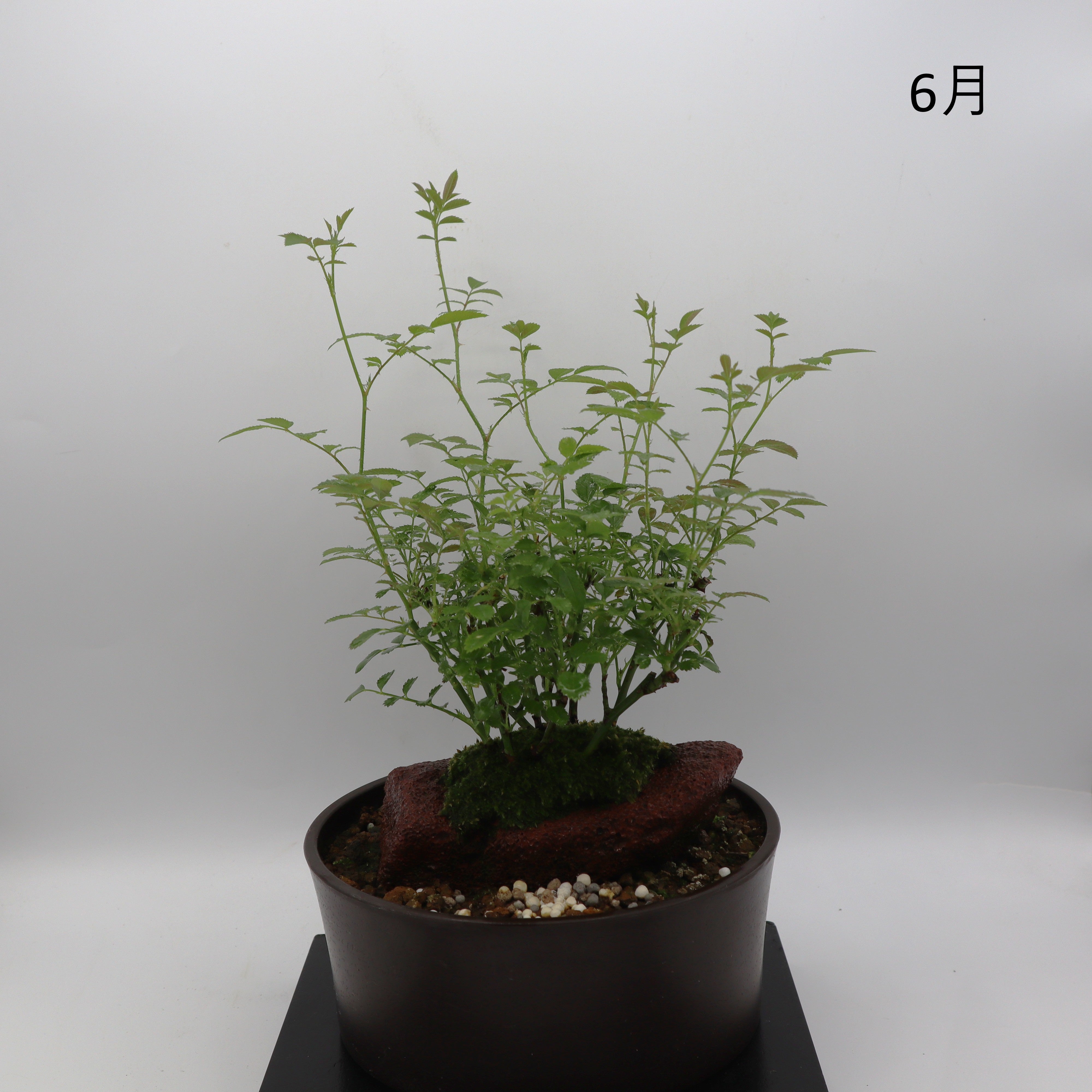 みさき-浅鉢・溶岩(赤) – ミニばら盆栽学園